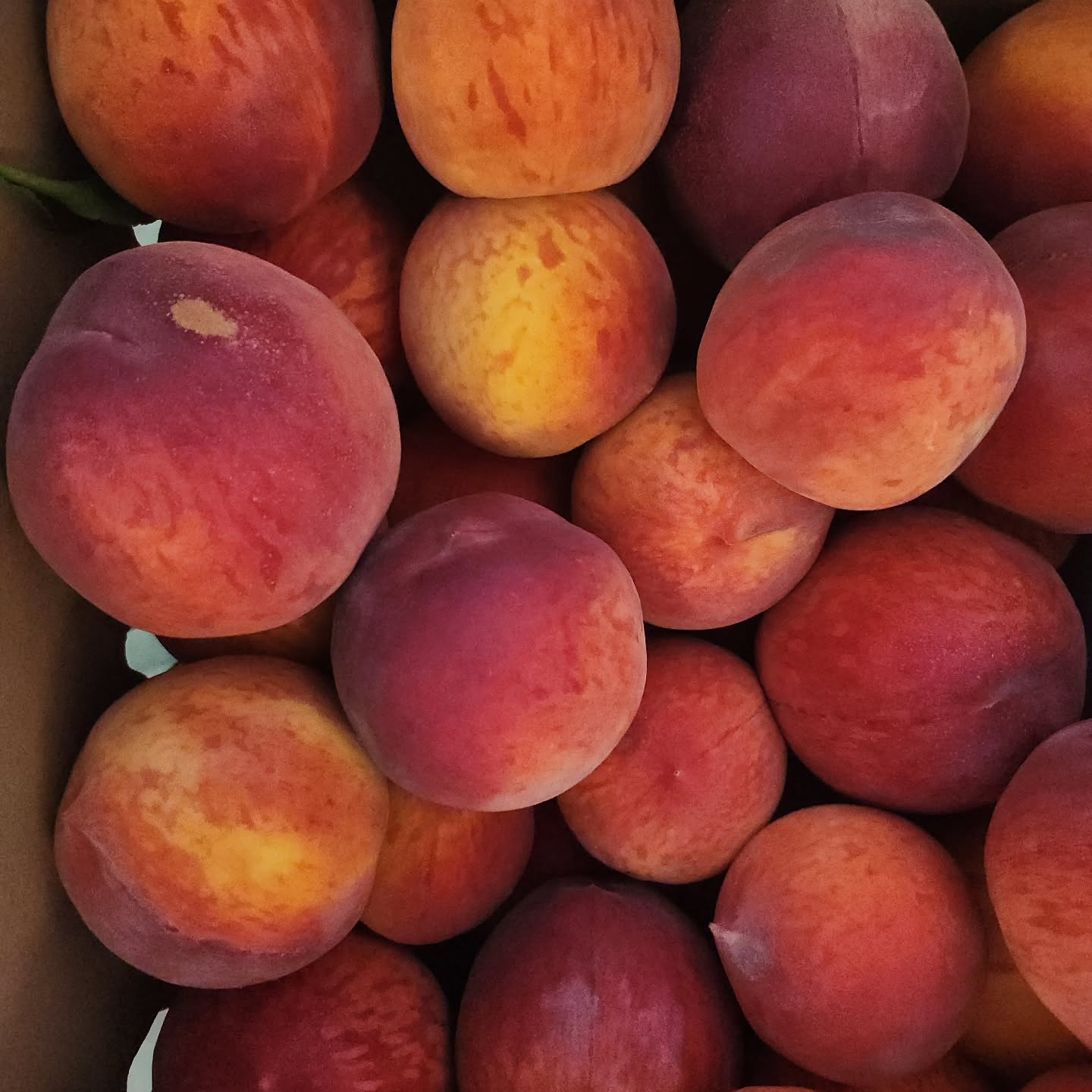 THIS MAY BE THE LAST PICK YOUR OWN PEACHES OF THE SEASON (depending on weather and supply)
$1.50 per pound
Saturday August 30th, 10-2.
587 South Ludlow Road, Urbana 43078
THE SEASON IS NEAR THE END- GET THEM BEFORE THEY ARE GONE!