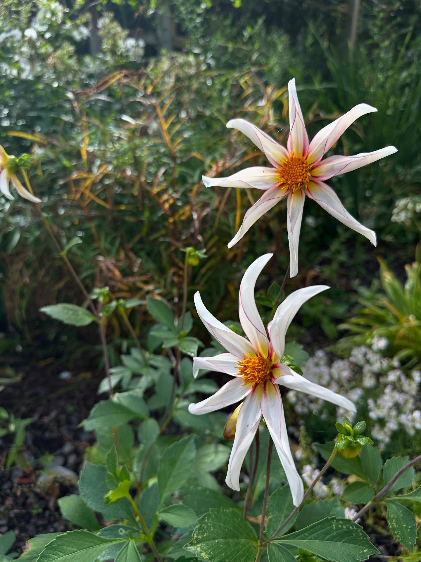 A plant collectors paradise! We’ve been to #craigieburn before but in May so a totally different array of flowers on show this time around. This #himalyan enclave is a real gem tucked away in some woodland near #moffat