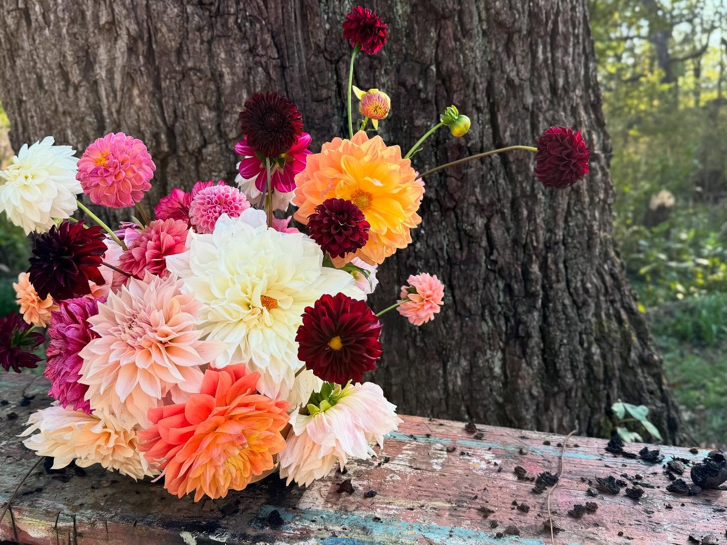 Dahlia share starts soon! Sign up #linkinbio
#localflowers #flowerfarm #dahlia #flowerfarmer #loudounva #csa