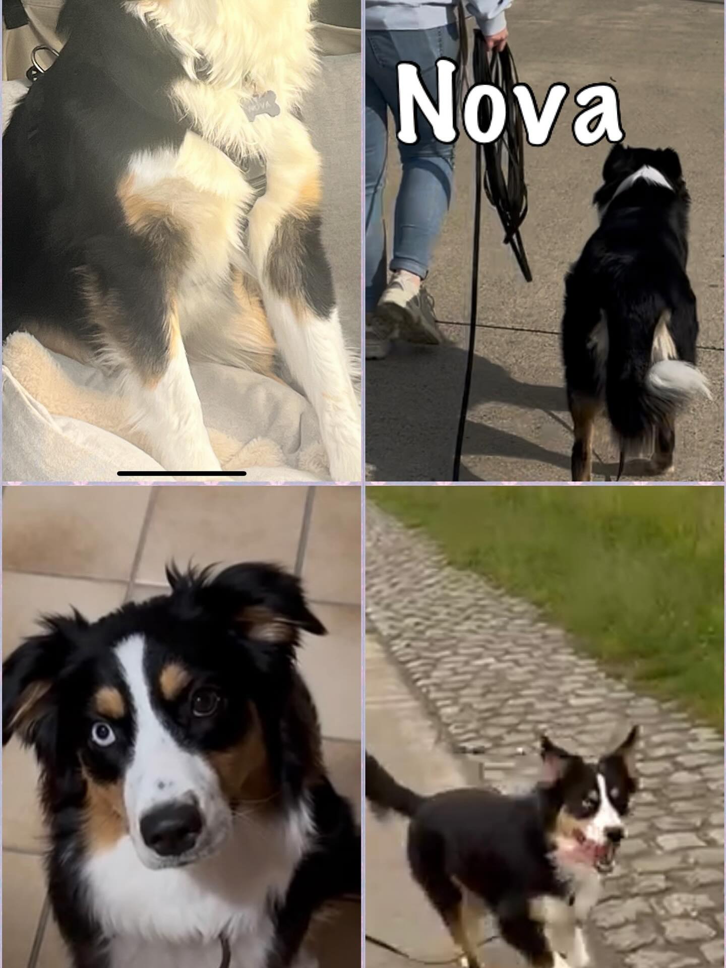 Nova’s Transformatie!🐾
Maak kennis met Nova, onze geweldige Australische Herder! 🐾 Voorheen was ze een echte stuiterbal - wandelen voelde als sleuren en veel stress, en andere honden of prikkels maakten het nog moeilijker. Thuis was het ook een uitdaging, vooral als er bezoek kwam. Nova was voortdurend in een staat van hypervigilantie.
Maar samen zijn we aan de slag gegaan! 💪 We hebben niet alleen het gedrag aangepakt, maar ook de oorzaken ervan. Door haar beter te begrijpen, hebben we ervoor gezorgd dat ze nu veel rustiger en ontspannen kan wandelen. Ook het uitstappen uit de auto gaat nu zonder overprikkeling - wat een vooruitgang!
Een blije begeleider deelde haar ervaring: “Zeer blij met de begeleiding die ik heb gekregen met mijn hond Nova. Mijn hond was extreem hevig, zowel thuis als tijdens het wandelen. Dankzij de vele tips is er nu een andere hond! Thuis is het veel rustiger en wandelen is heerlijk ontspannen. Bedankt Johan! 🙏🏻”
We blijven ons best doen en werken verder aan Nova’s groei! 👌💪🐶
#Hondentraining #AustralischeHerder #RustEnOntspanning #HondGeluk #gedragstherapie #gedragstherapiehond