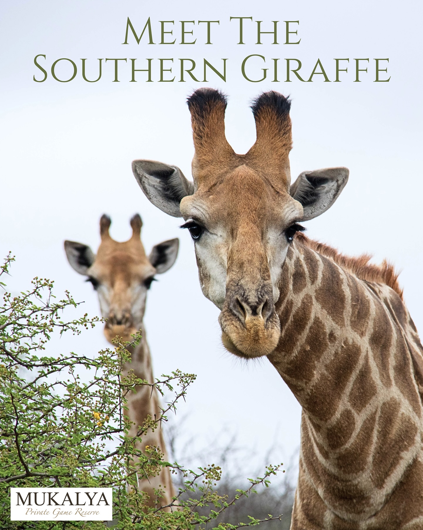 🦒✨ The Southern Giraffe was never indigenous to the Lower Zambezi. The escarpment hills kept them away for centuries… until Mukalya.
In 2015, we proudly introduced them as part of our conservation efforts — making us the only reserve in the region where you can experience these graceful giants. 🌿💫
Book your stay and be part of the story.
#OnlyAtMukalya #ConservationInLuxury #WildlifeEncounters #ZambiaSafari #LowerZambezi #Zambia #AfricanSafari #SouthernGiraffe