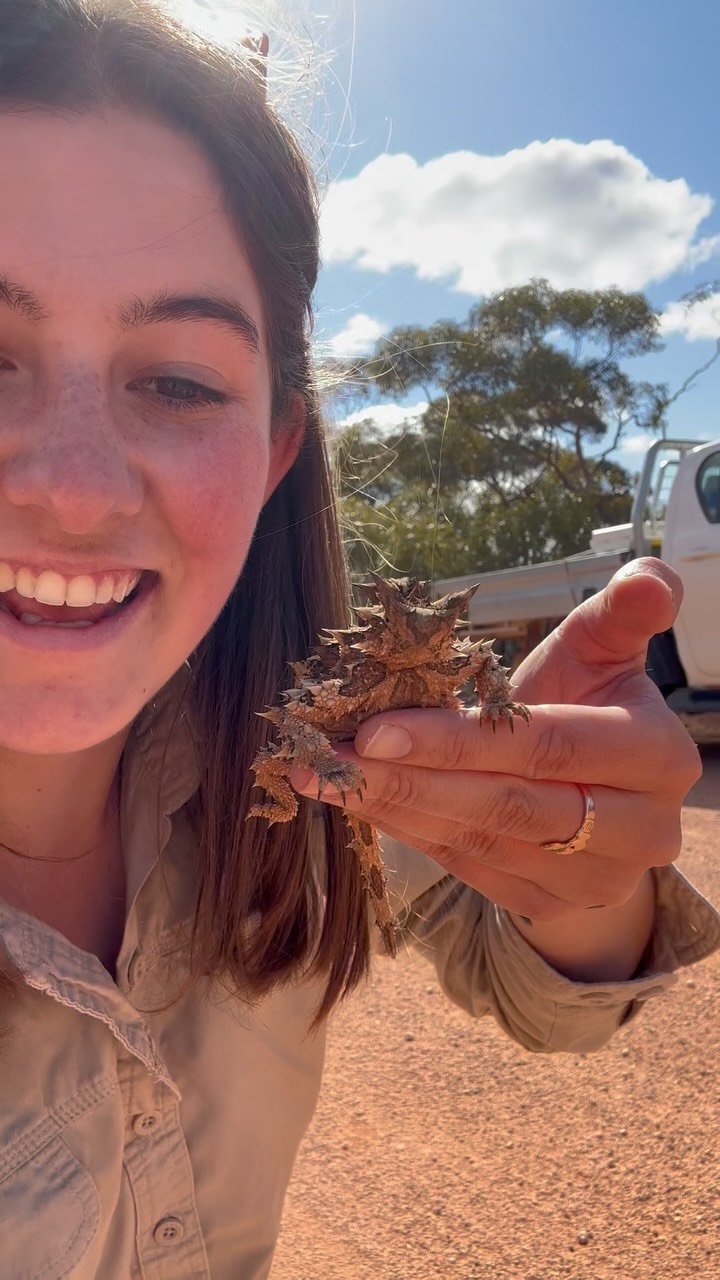 Check out what Niamh (Bounceback Ecologist) spotted today in the Gawler Ranges! First day of spring, and her first ever thorny devil sighting. How good! 🙌🏼
A timely reminder that as the weather warms up, we slow down for wildlife on the road 🚗
