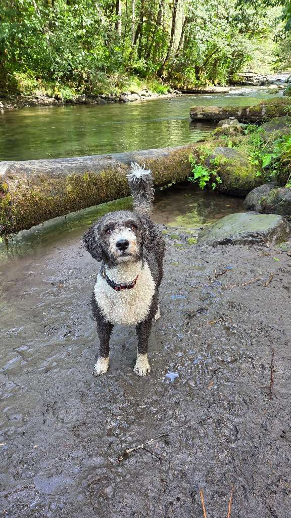 Happy National Dog Day! 🐾 🎉
Today, we celebrate the pups who make our days brighter, our walks more exciting, and our hearts a whole lot fuller. Whether they’re here for training, boarding, or just an adventure, we love being a part of their journey!
#nationaldogday #dogsofportland #puplove #dogwalking #dogsitting #dogadventures #dogboarding