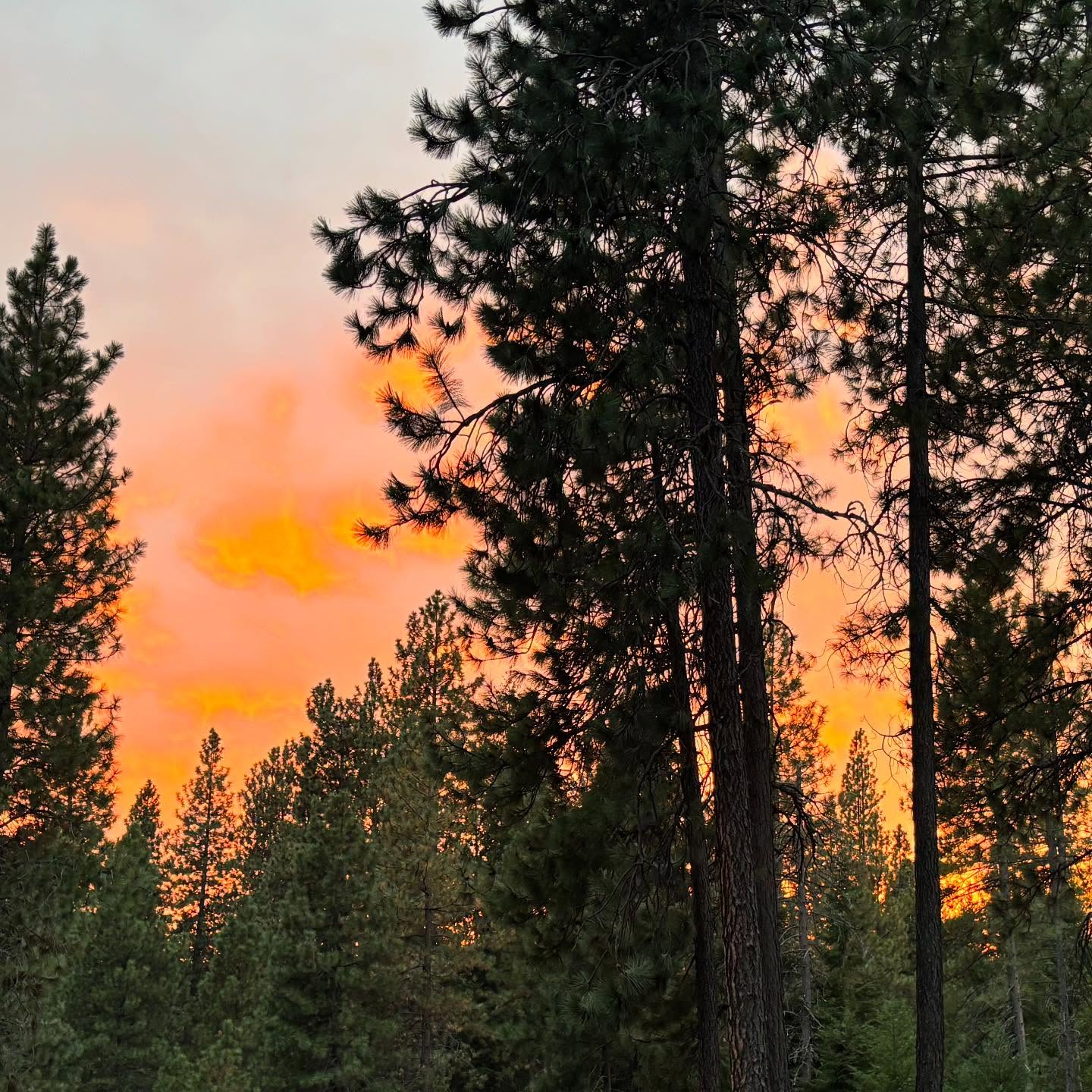 The change of the seasons is ever present now and that means it is time for my next Awareness Through Movement lesson series. I will begin on September 15th for the Monday classes and September 18th for the Thursday classes. As usual classes will be taught online via Zoom, so you can do them in many time zones and from the comfort of your own home. Sign up links are on the homepage under “events”. Please consider joining to explore what Feldenkrais can do for you and contact me with any questions 😊 #vinurfarm #feldenkraismethod #awarenessthroughmovement #movebetter #livebetter #feelbetter #teachingonline #fallisintheair #movebetterridebetter #forthehorses #foryourself