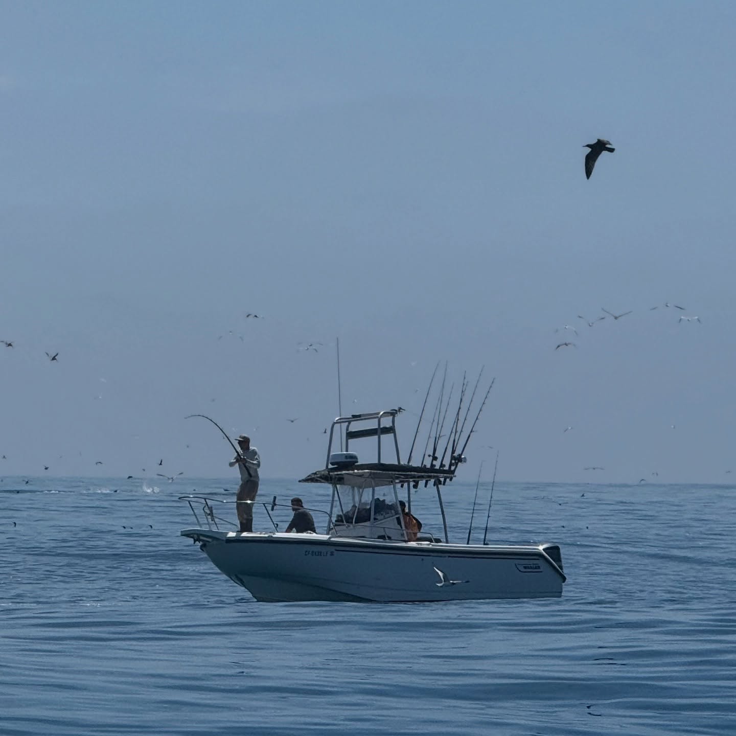 August definitely had its moments!
Been a while since we’ve added an update- been busy fishing!
Some absolutely insane fishing up and down the beach.
Our favorite month is here— if you’ve been waiting to jump on the boat, this would be the time.
Awolsd.com to book!
#AwolSportfishing ⚡️
@aftco @daiwausa