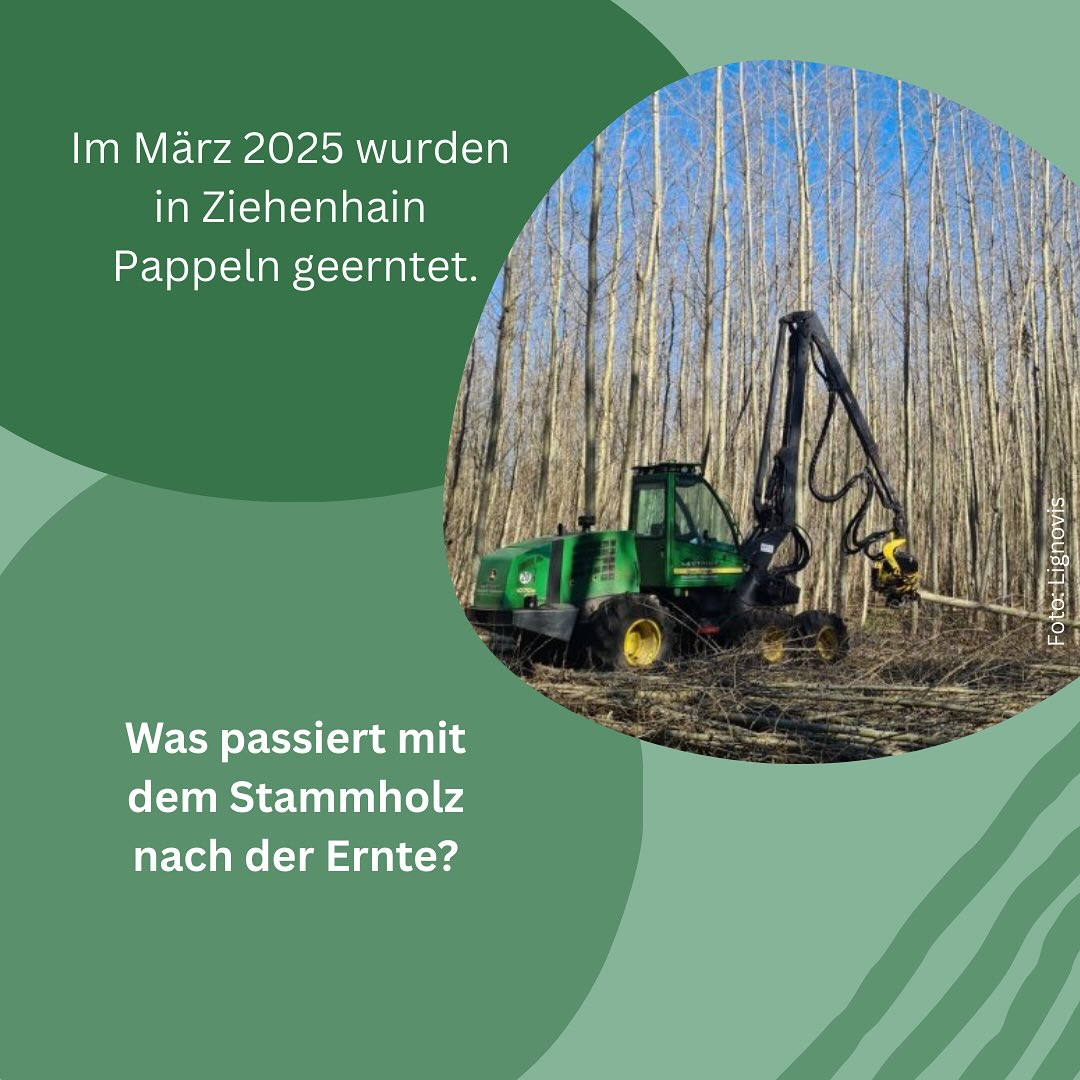 Was passiert nach der Pappelernte?
Auf einer Fläche von 0,78 ha wurden insgesamt 152 Festmeter Rundholz geerntet, zzgl. Kronenmaterial. Der Mindestdurchmesser lag bei 7 cm. Die Pappeln hatten eine Standzeit von 9 Jahren. Die Pappeln wurden mit einem Harvester geerntet und anschließend gepoltert.
Das Stammholz wird auf drei verschiedenen Wegen verwertet:
Teil 1: Industrielle Verwertung
Der Großteil des Holzes wurde zu Kronospan Lampertswalde geliefert und wird dort zu Holzwerkstoffen verarbeitet. Das Kronenmaterial wurde bereits vor Ort mit einem mobilen Hacker gehackt und dann als Hackschnitzel zum Werk transportiert.
Teil 2: Polterversuche
Das ATB Potsdam untersucht die Auswirkung verschiedener Lagerzeiten auf die Holzeigenschaften. Dafür wurde ein Teil direkt nach der Ernte abgeholt und jeweils ein Polter für 3 Monate und ein Polter für 6 Monate angelegt.
Teil 3:
Herstellung von Holzwerkstoffen für wissenschaftliche Untersuchungen
Am WKI wird ein Teil der Stämme zu Holzwerkstoffen verarbeitet. Dafür wurden sie gekürzt, auf Paletten verpackt und versendet. Am WKI entstehen nun z.B. OSB-Platten, die anschließend auf deren Eigenschaften untersucht werden.
In den nächsten Wochen folgen weitere Infos zu den jeweiligen Verwertungswegen.