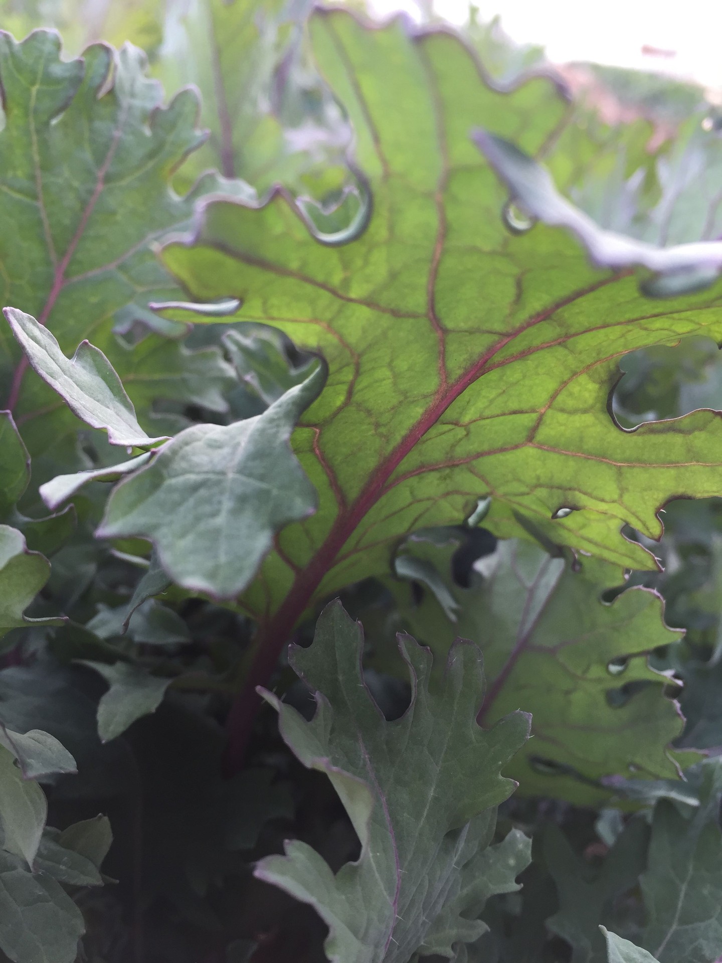 We love the red Russian kale our garden is producing.