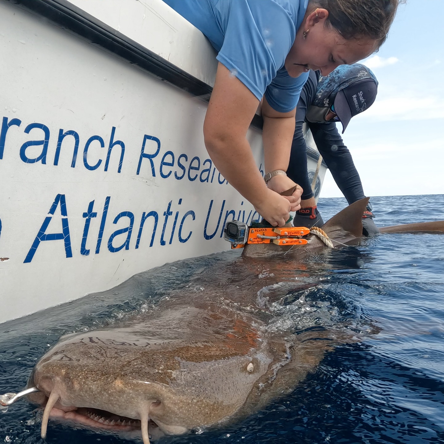 Exciting day on the water for @fauscience #gradstudent @genevievesly09 and @saltwatercowboy_14. Caught and #tagged a couple of #bull #sharks and instrumented a #nurse #shark with a #camera #tag for @genevievesly09 #graduate #thesis #research. Now we wait for the tag package to release from the shark, float to the surface and begin transmitting its location. If all goes well this should be the final #nurseshark she needs to tag. Also removed irritating #fishing #hooks that were left in the jaw of the #bulls. This exciting work is made possible thanks to support from @colganfoundation. #fieldwork #marinebiology #womeninstem #womeninscience @palmbeachcountyfl #bullshark @dusky_boats