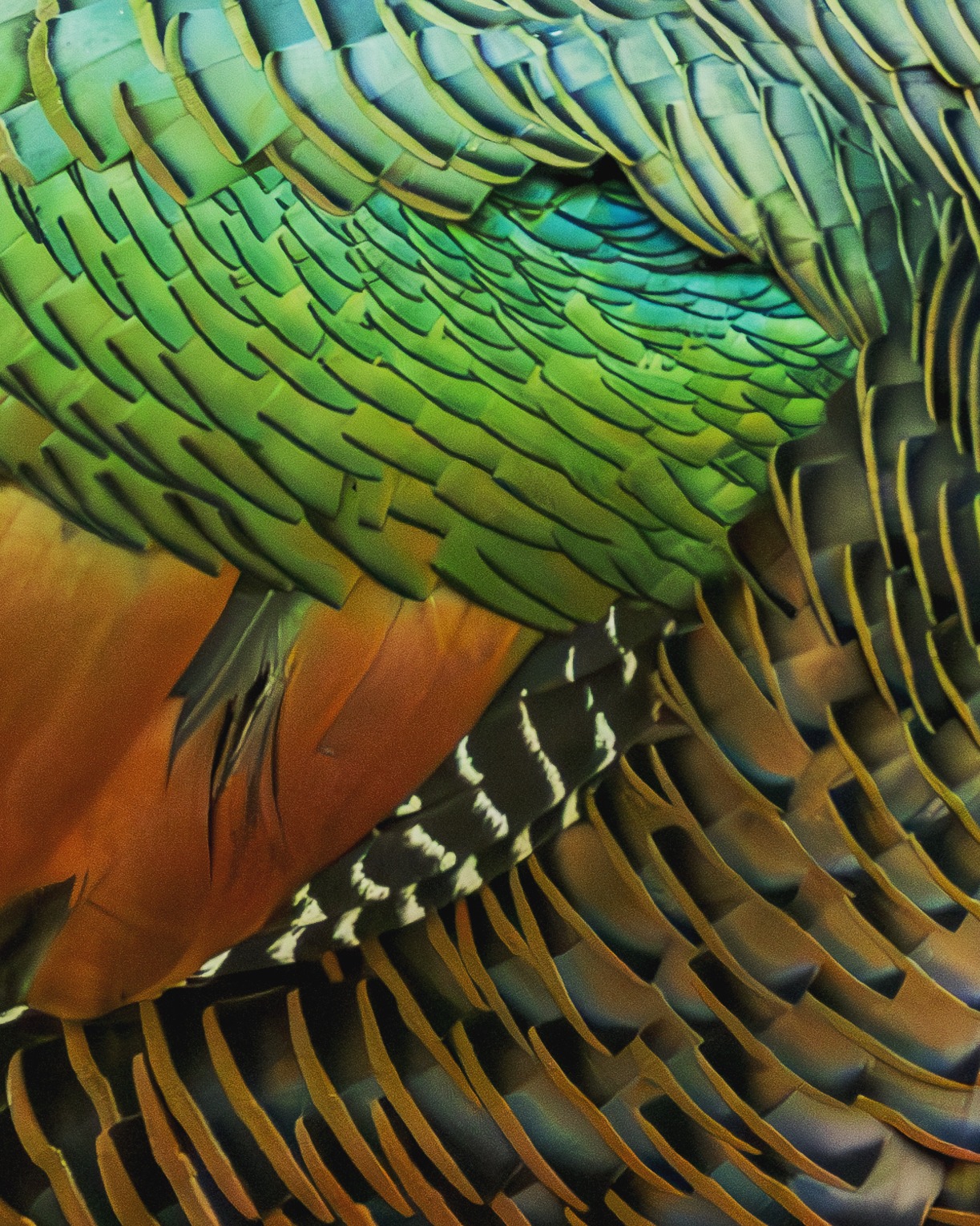 Magnificent, rare, and found only in one region of the world. The Ocellated Turkey: A Jewel of the Yucatán Peninsula.
The Ocellated Turkey (Meleagris ocellata) is a dazzling turkey and its feathers are the reason why.
Its plumage is full of microscopic structures that bend and reflect light, producing the metallic greens, coppers, and blues we see in the forest. This effect is called iridescence, a phenomenon also found in hummingbirds and peacocks.
Its tail feathers are tipped with striking “ocelli”, round, eye-like spots that give the species its name. During courtship, males spread their tails and show off these patterns, signaling strength and vitality to potential mates.
Endemic to the Yucatán Peninsula, Belize, and northern Guatemala, the Ocellated Turkey reminds us that nature’s artistry is built on science: those glowing feathers aren’t pigments, but light being bent and reflected.
Photos taken during out Coba tour by Rob Arnold.
#Birdwatching #birdwatchingmexico #birdwatchingtours #birdsofyucatan #yucatanbirds #coba #birdwatchingcancun #birdwatchingtulum #birdphotography #tulum #ocellatedturkey #Conservation #AmarAves