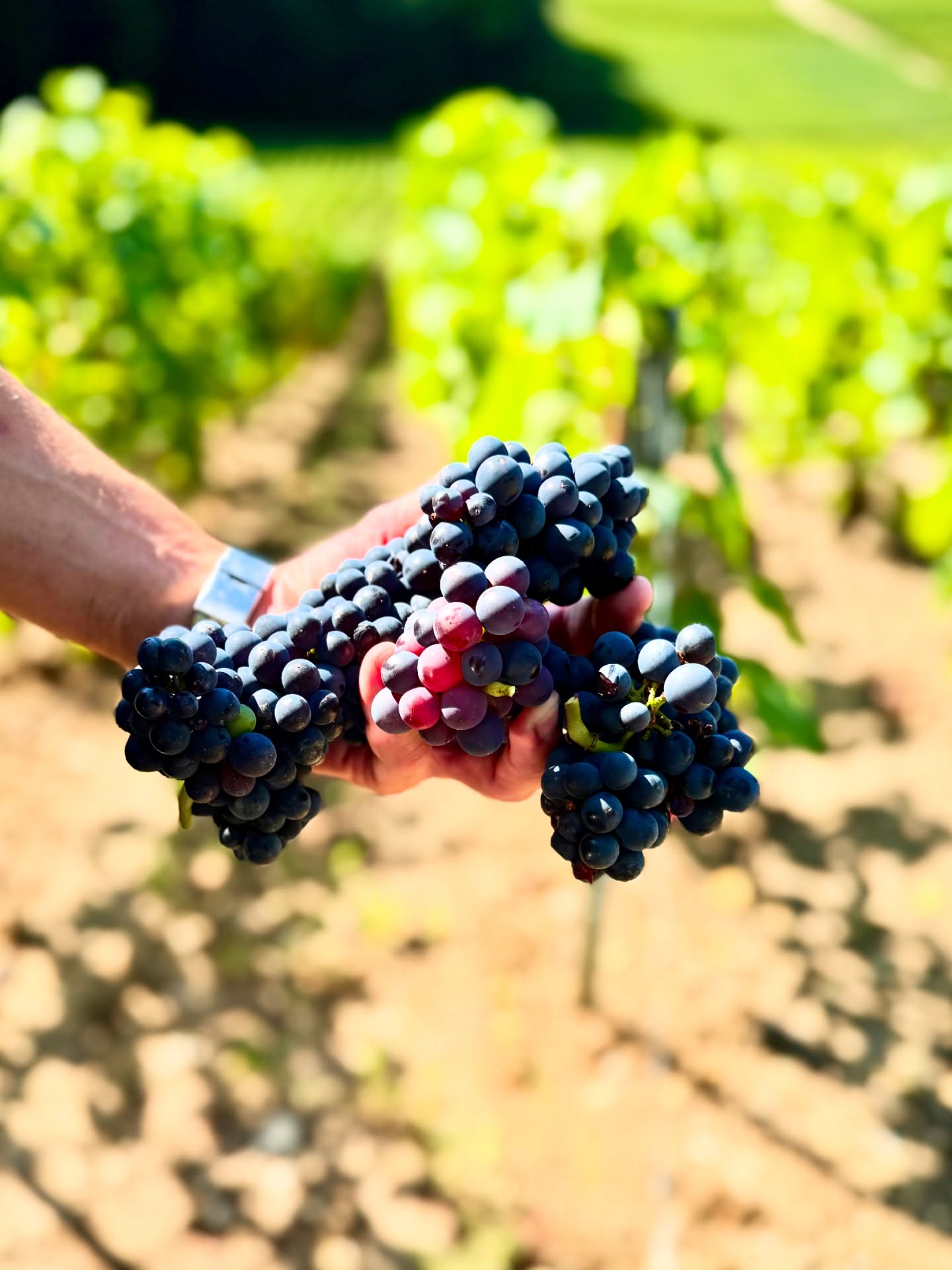 🍇✨ C’est parti pour une nouvelle aventure !
Aujourd’hui, la Maison Lucien Roguet donne le coup d’envoi des vendanges.
Un moment unique où savoir-faire, passion et traditions se rencontrent, pour donner naissance aux futurs millésimes de notre Champagne. 🥂
À tous ceux qui partagent cette belle énergie, suivez avec nous les coulisses de cette période intense et magique… Les bulles de demain s’écrivent dès aujourd’hui.
✨🍇 It’s the beginning of a new adventure!
Today, Maison Lucien Roguet kicks off the harvest season.
A unique moment where know-how, passion, and traditions come together to shape the future vintages of our Champagne. 🥂
To all those who share this wonderful energy, follow us behind the scenes of this intense and magical time… Tomorrow’s bubbles are born today.
#Vendanges2025 #ChampagneLucienRoguet #EspritChampenois #FromVineToGlass #harvest2025 #champagne #maillychampagne #champagnedevignerons #grandcru