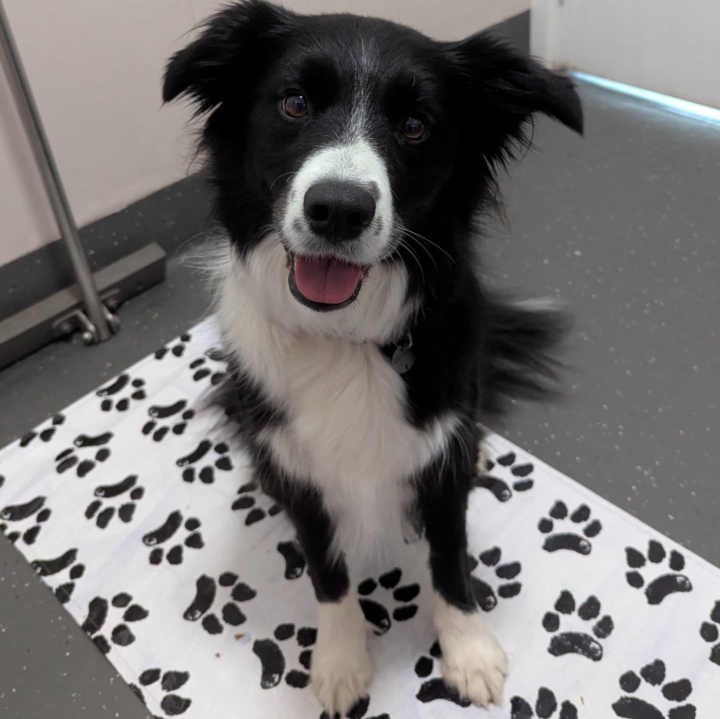Fear-free milestone for Maisie!
When I first met Maisie, vet visits were overwhelming โ even with sedation, she couldnโt cope.
Fast forward through 10 dedicated sessions with her amazing mum, and this week she not only walked into the clinic confidentlyโฆ but had her full check-up and vaccines without any sedation ๐
Iโm beyond proud of this brave girl, and we had such a fun journey getting here ๐ Go Maisie! ๐
Does your pet struggle at the vet? Book a Calm in Clinic session to help them feel safe and supported.