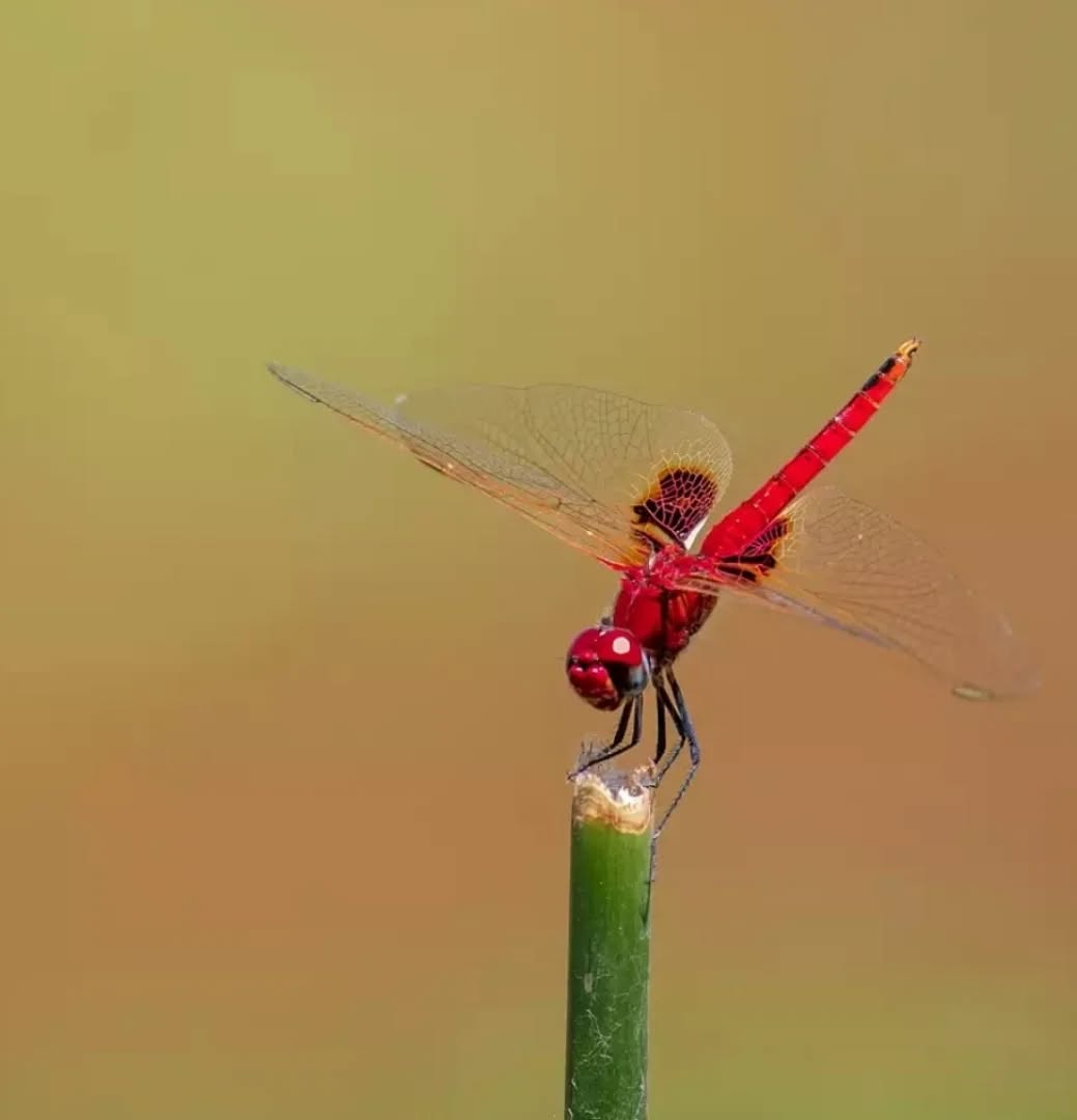 Wings of fire, heart of stillness.
✨ Nature’s balance in one perfect pause.
#Dragonfly #MacroPhotography #NatureBeauty #Stillness #InsectLove #ɴᴀᴛᴜʀᴇᴠɪʙᴇs #lakemanyaranationalpark #kitulonationalpark #tanzania