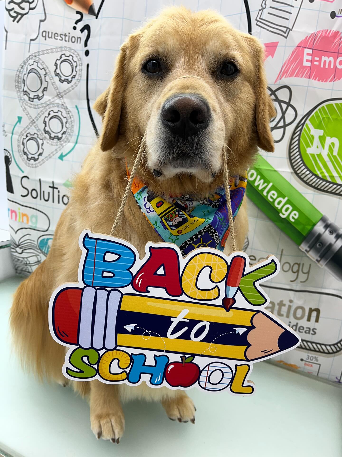 #dawnofdeshed #mobilegrooming #njgroomer #trending #bathtime #fyp #dogs #dawnofdeshed #mobilegrooming #monmouthcountynj #dogsofmonmouthcountynj #barktoschool✏️