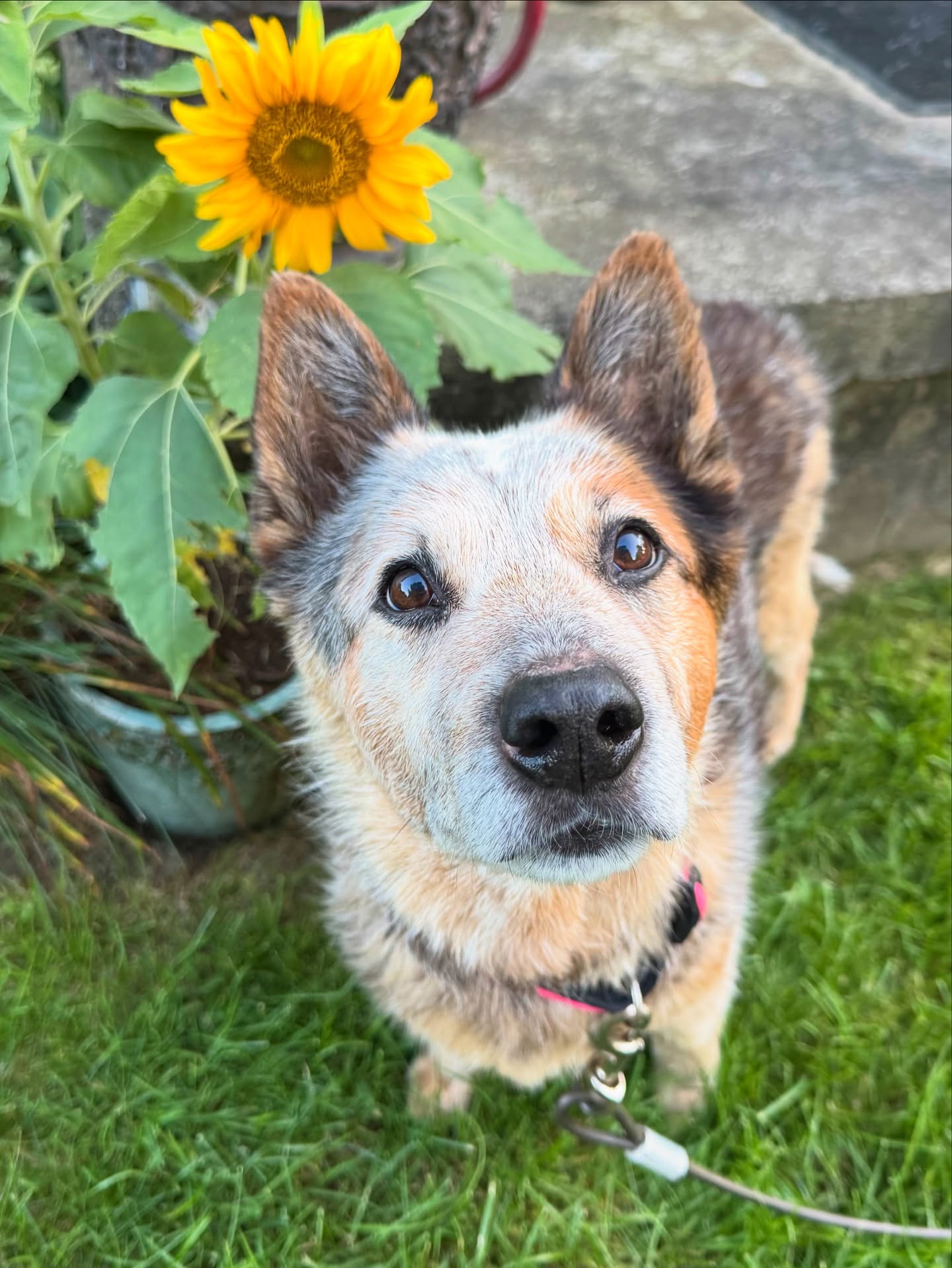 LittleBear wants to say hello!!!!!
She is starting to get up there in years and our team is not ready for her to be old yet! During her overnight we are ready to spoil her with treats and making sure we get our rations of snuggles and kisses 🥰🥰🥰
#allthelove #love #oldlady #oldladydog #cutedog #littlebear #depottown #dogsofdepottown #weloveolddogs Feeling their energy and power of love while we can 💕