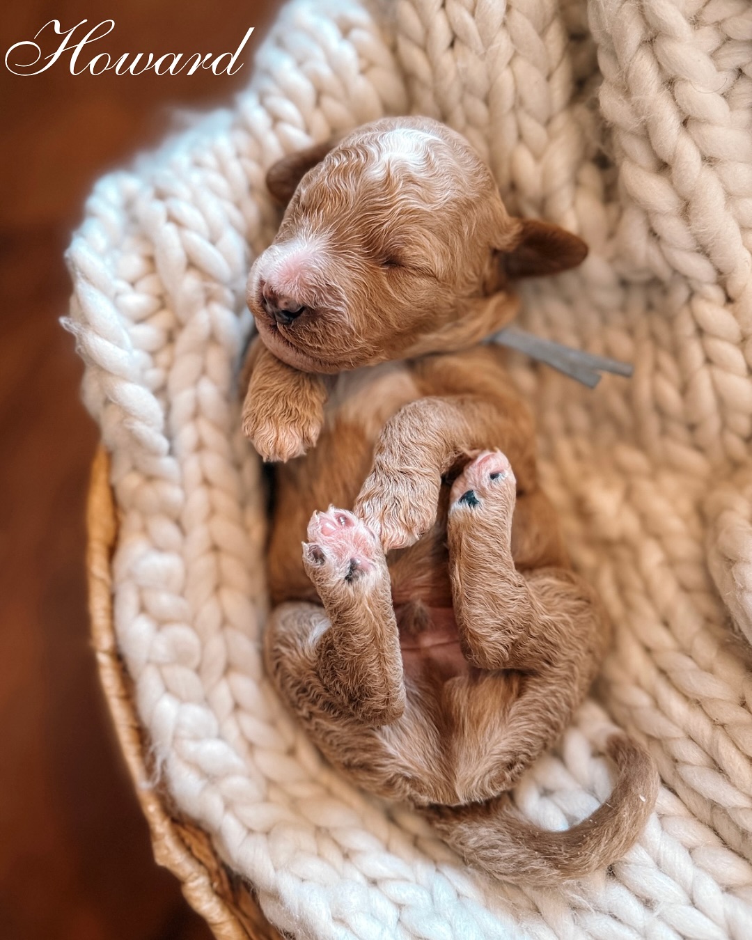 Big changes on campus!
As our daughter heads off to college next month, we thought it was only fitting that our newest litter of mini Goldendoodles get their own university names 🎓💛
Meet our University Litter:
💙 Howard (Blue) - Male
💜 Baylor (Purple) - Female
💛 Pepperdine (Yellow) - Female
❤️ Duke (Red) - Male
💗 Penn (Pink) - Female
🤍 Hopkins (White) - Female
🌸 Princeton (Light Pink) - Female
🌿 Berkeley (Mint Green) - Female
These babies were born on August 11th and are already earning straight A’s in adorableness. 🐶💛
This is a repeat pairing with proud parents Cali & Boots. ✨ With their sweet temperaments, curl and wavy coats, we expect them to mature around 25–35 pounds full grown.
From study breaks to puppy cuddles, these little scholars are already top of their class in cuteness! 🐶✨ Each one is a reminder that big journeys start small — and the future is full of possibilities. 💕
They’ll be ready to head off to their forever campuses starting October 6. 🏡 One lucky spot has just opened for this litter — message us if you want to join the University crew! 🐶💕
#UniversityLitter #MiniGoldendoodles #GoldendoodleBreeder #DogMom #GoldendoodlePuppies #OneWeekOld