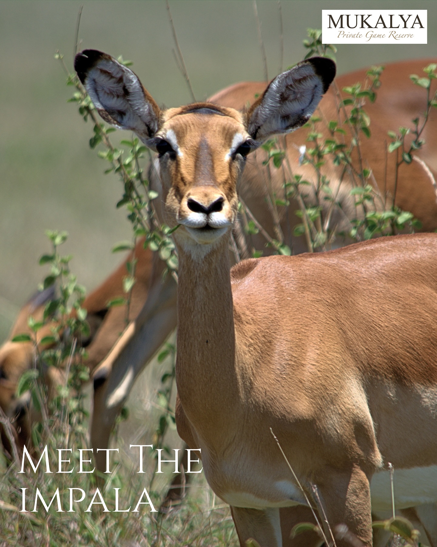 Where elegance roams free. The impala is one of Africa’s most iconic antelopes, known for its graceful and lightning-fast leaps across the savanna. 🦌🍃 #AfricanSafari