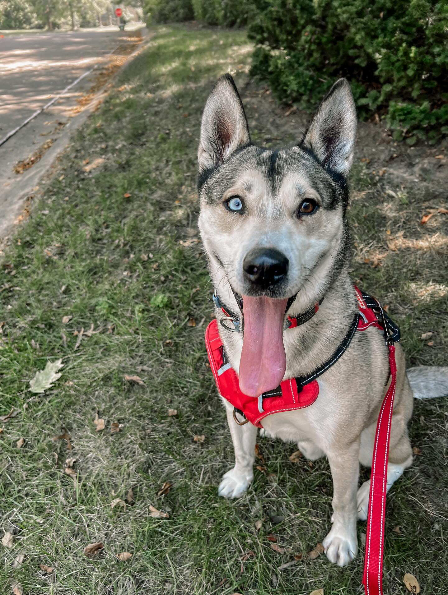 Walk training in progress! We introduced foundational skills in December, and now weāre advancing those skills with new techniques to improve leash manners. The goal? Walks that are both enjoyable and enrichingāwithout the constant pull to forge ahead