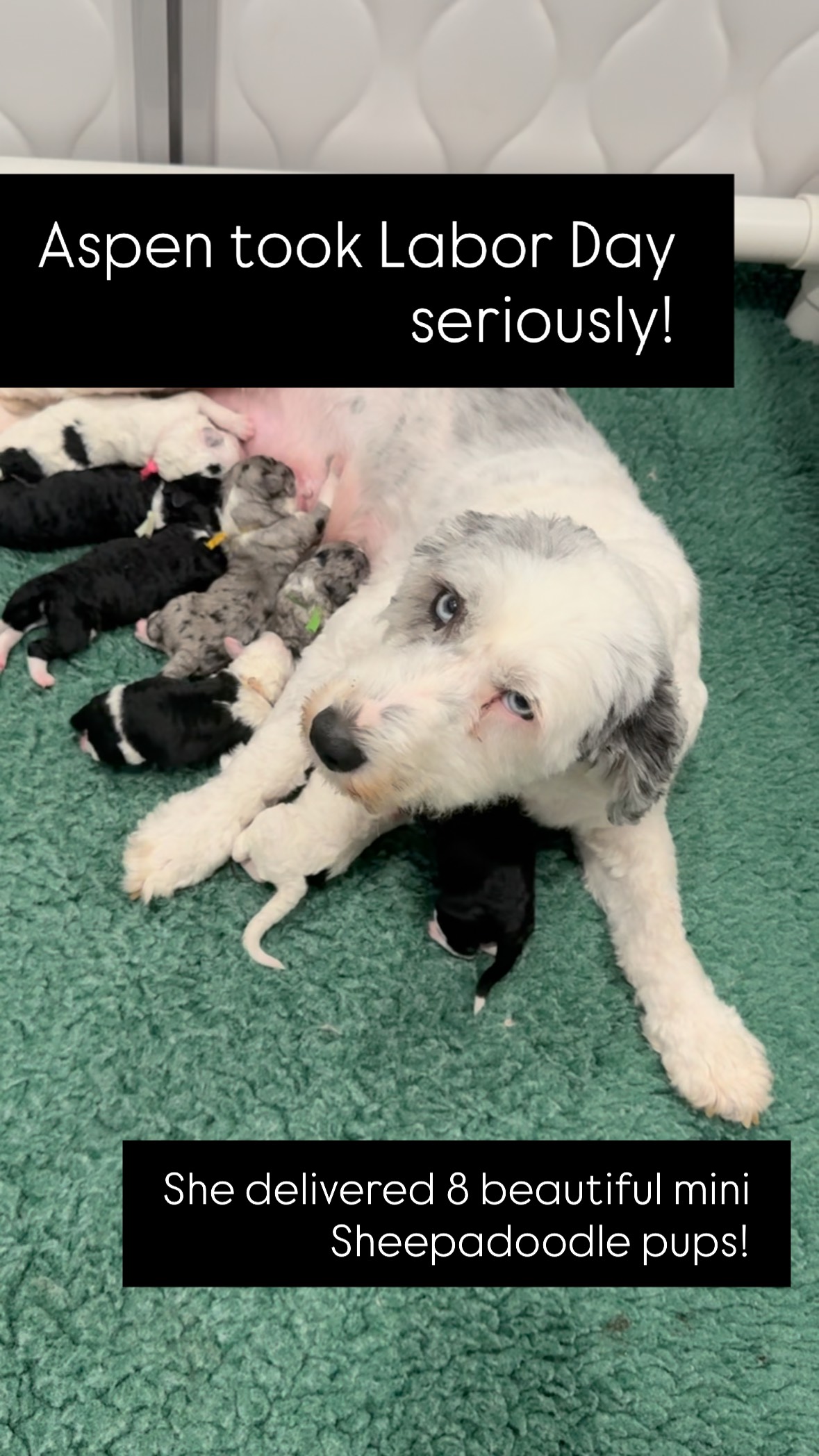 Spend delivered 8 beautiful Sheepadoodles puppies on Monday! We still have a few spot available in this litter. Visit our site for more information. https://www.c3sheepadoodles.com/puppies#sheepadoodlepuppy #njpuppies #homeraisedpuppy #sheepadoodlelove #sheepadoodlesofinstagram