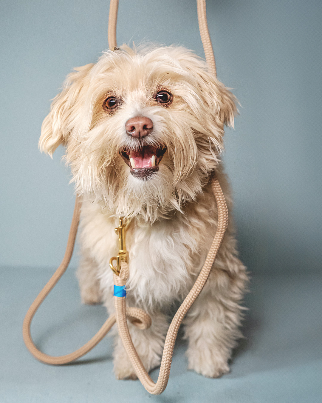 𝗛𝗲𝘆 𝗖𝗮𝗿𝗹𝗰𝗵𝗲𝗻! 🐾
Unsere Tauleinen sind leichter, als man denkt! Das gewebte Kern-Mantel-Gewebe ist sehr robust und gleichzeitig spürbar leichter als z.B. Leder oder BioThane – und somit auch gut für kleine Hunde geeignet 👌
📷 @kuesten_fotografie_rostock
#carlchen #hundeliebe #unterwegsmithund #dogphotography #hundemodel #dogsofinstagram #tauleine #hundeleine #tauliebe #tauleinedesign #tauleinenmanufaktur #allesaustau