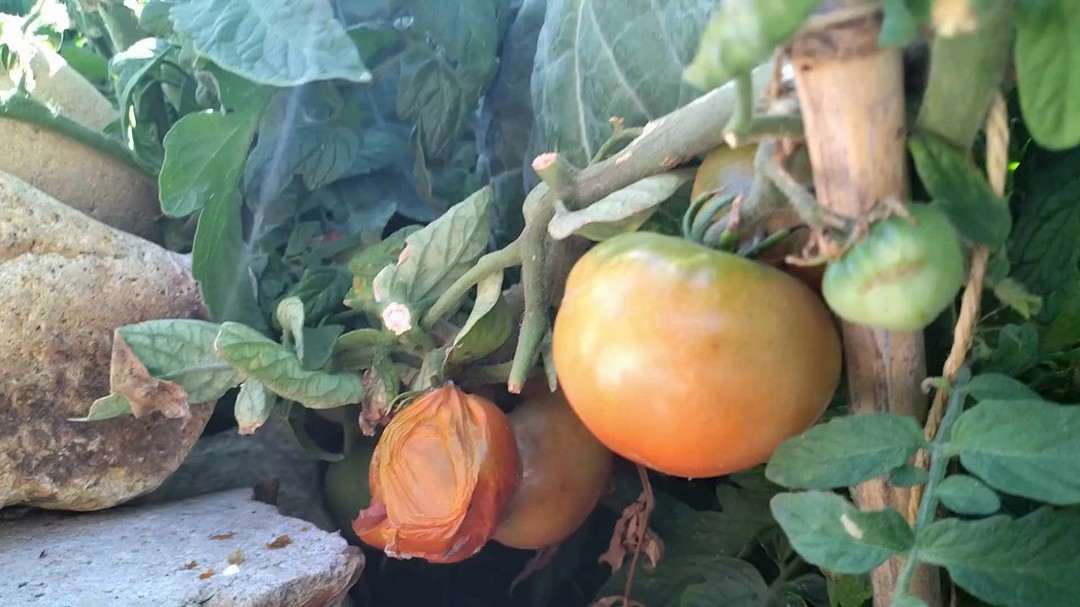 🌊✨ Wild Beaches North of Guincho ✨🌊
#WesternmostRoute
#WildBeaches
#NorthOfGuincho
#HiddenParadise
#AtlanticCoast
#WildPortugal
#SecretSpots
#NatureLovers
#UntouchedNature
#OceanVibes
#CliffViews
#ExplorePortugal
#OffTheBeatenPath
#SintraMagic
#BeachEscape
#TravelPortugal
#SunsetVibes
#AdventureAwaits
#CoastalWonders
#DiscoverEurope