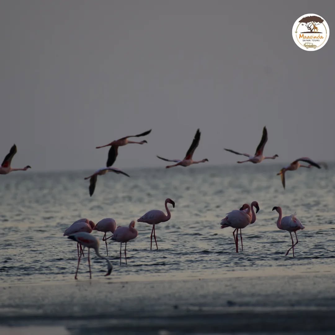 Lake Natron Tanzania 🇹🇿
#flamingos #lakenatron #lionselect #natronadventures #tanzania