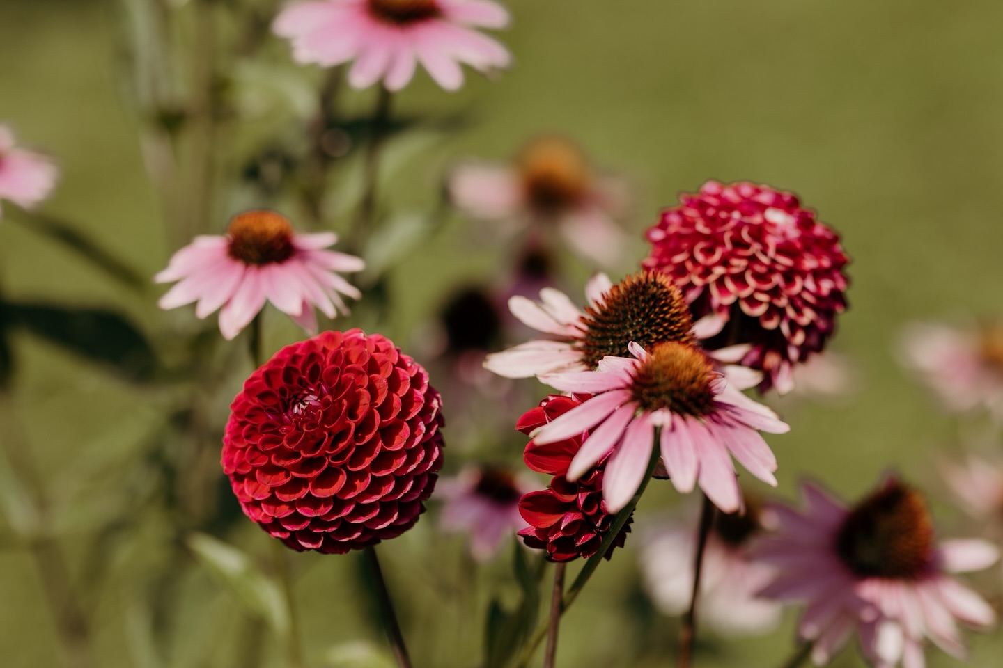Druk, drukker, drukst ๐ชฉ
Het hoogseizoen is in volle gang en ik zit op mijn piek. Nog vier bruiloften in twee weken en dan zit dit prachtige trouwseizoen er alweer bijna op. Daarna duik ik lekker in alle edits van die mooie dagen.๐ธ
Ondertussen ontmoet ik ook veel lieve stellen die volgend jaar gaan trouwen, en oh, wat kijk ik daar nu al naar uit!
Begin november ga ik met verlof en vanaf december ga ik heerlijk cocoonen met mijn mini, de hele winter lang.๐
Wil jij nog een shoot plannen of kennismaken voor die tijd? Stuur me snel een berichtje, want de laatste plekjes gaan hard!