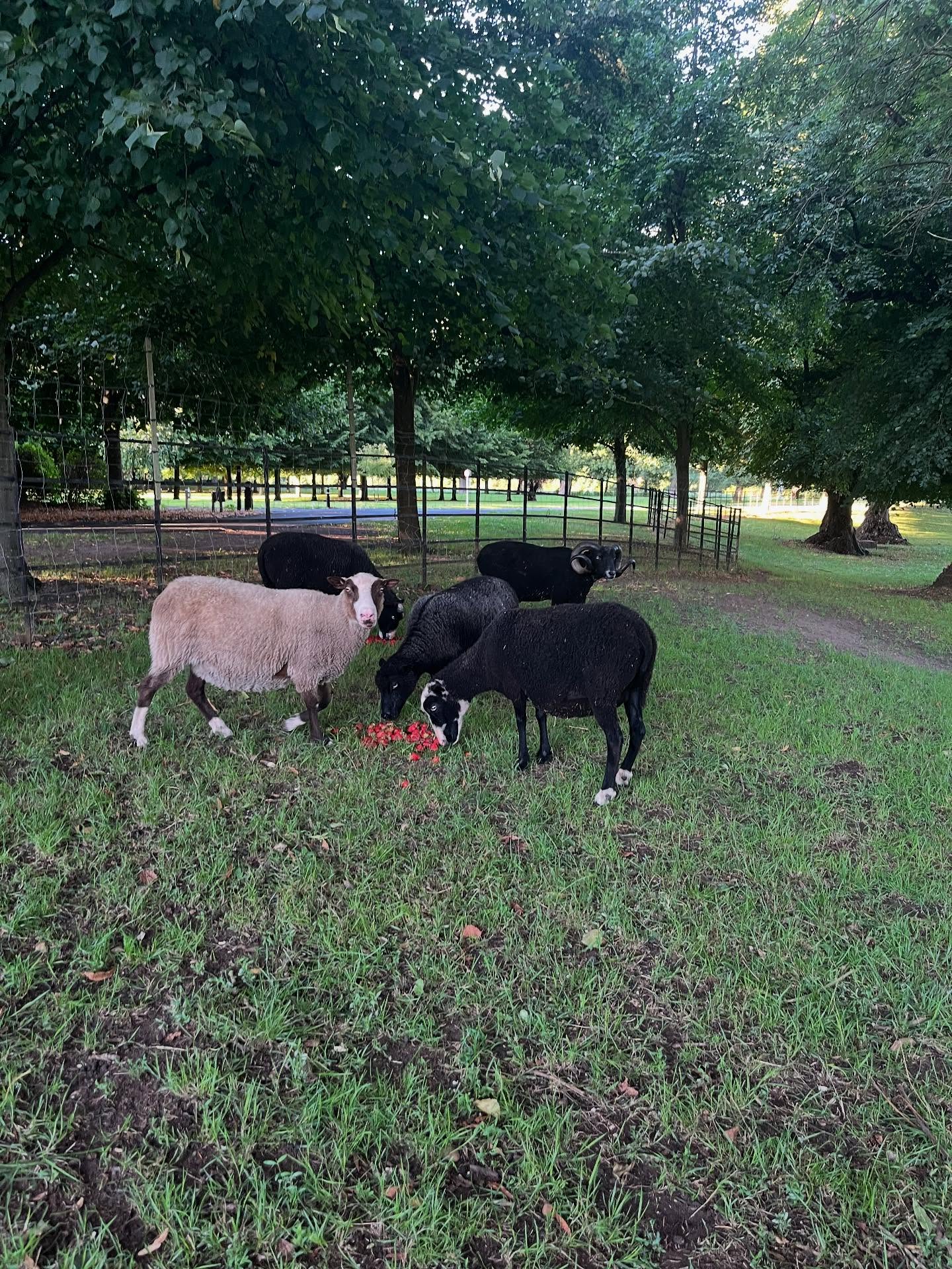 September 2025 Photo Dump
.
.
.
.
#hoovesandtails #sheepsanctuary #goatsanctuary #goat #goats #rescuegoats #sheep #rescuesheep #sheeple #sheepies #sheeplove #goatlove #supportoursanctuary #vegansanctuary #september2025 #photodump