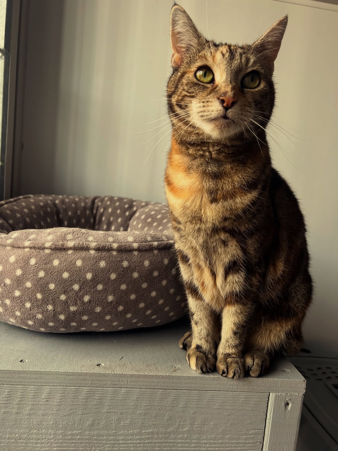 My August guests, some stays were short others for the long haul! Always happy and settled πββ¬ πΎ π
#catteryneargatwick #gatwickcattery #cathotel #cats #luxurycattery #surreycattery #catowners #catsofinstagram