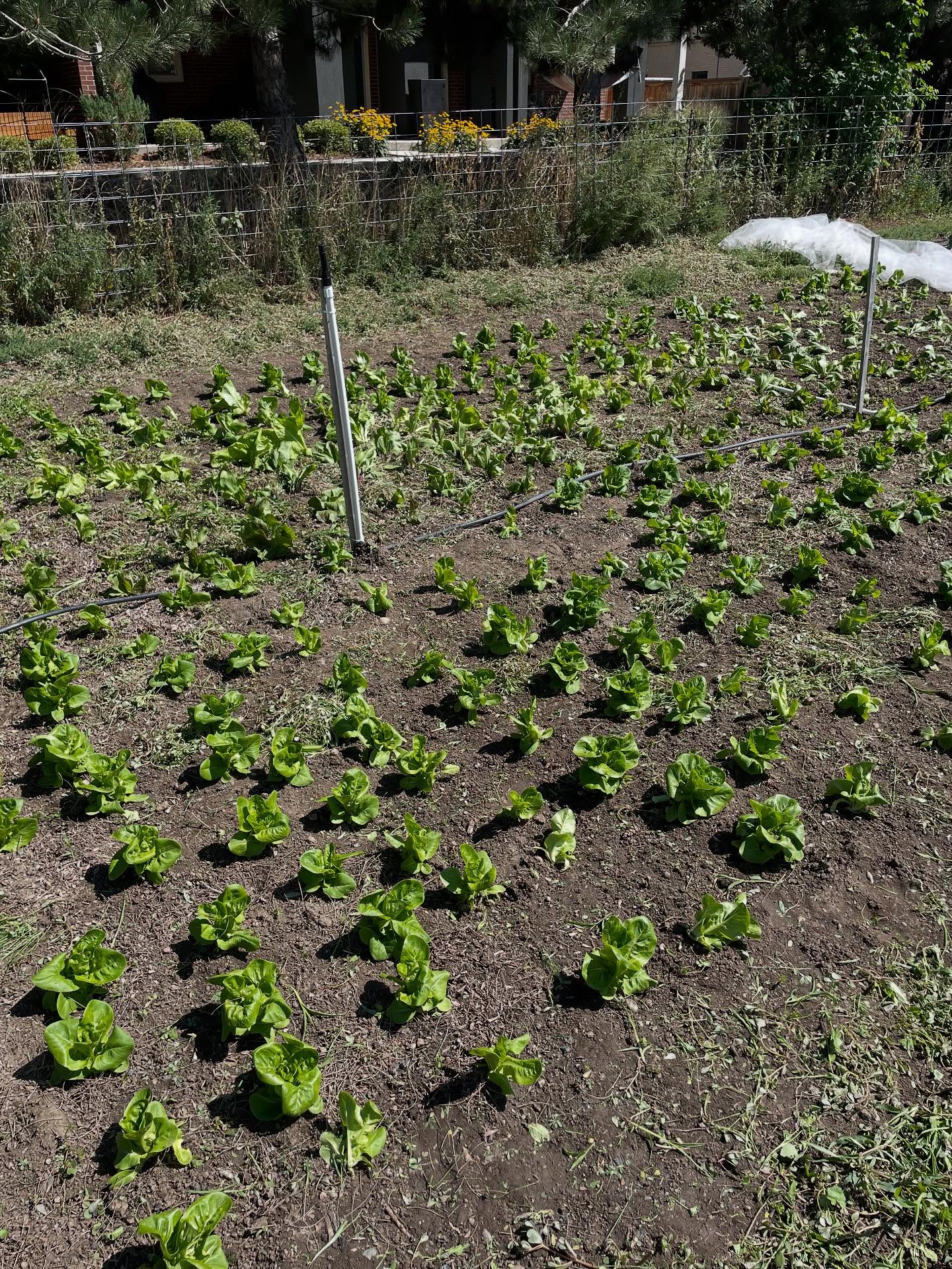 All our jade gem lettuce and radicchio are growing. The lettuce isn’t new but the radicchio is. Hopefully both will turn out well. It will be interesting to see.