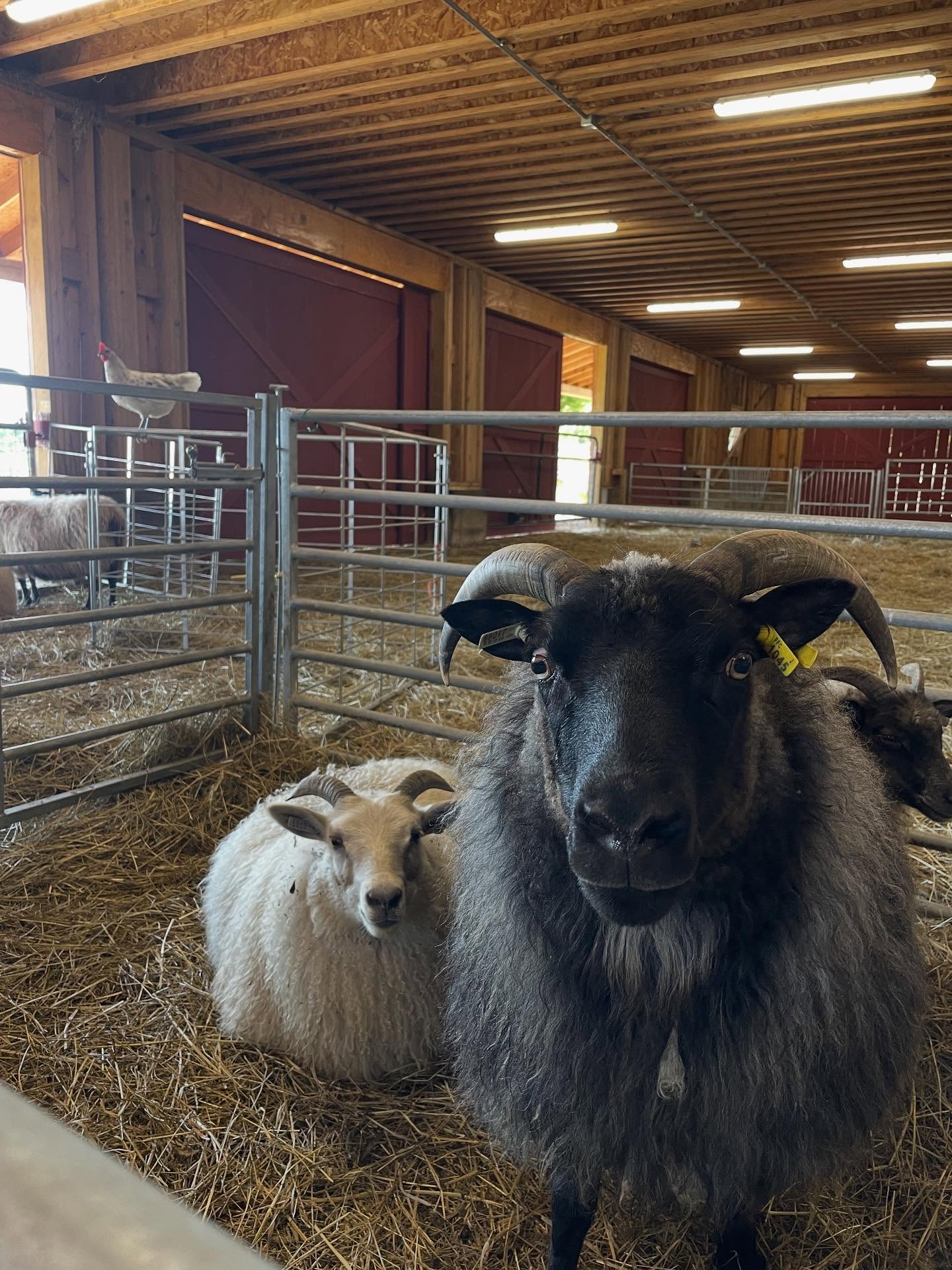 Our flock is growing! We welcomed four more ewes from @kindhornfarm today. They sure are beautiful additions 😍
Three of them are still lambs so they’ll keep our single ewe lamb from this season company over winter while we keep them separated from the rest of the flock. We don’t want to breed our ewe lambs the first year because of their size and since we only got one this year we needed some buddies for her.
We’re now at 15 in our flock but our 5 ram lambs are scheduled for slaughter the end of November. They’re growing really well and we still have a few lamb shares available. Reach out if you’re interested. We will also have some #rawwool available in a couple weeks. Our shearing date is the 17th.
Lots going on with the farm, as usual 🤪
#icelandicsheep #vermontorganic