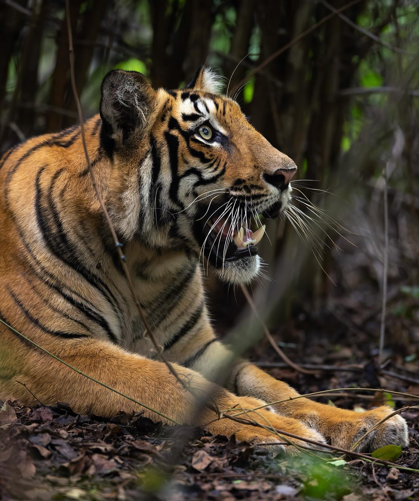 Tigers Eye - I still can’t believe this was in the first burst of tiger photographs I ever took. How wonderfully lucky ♥️🐅
#tiger #india #bigcatswildlife #bigcatphotography