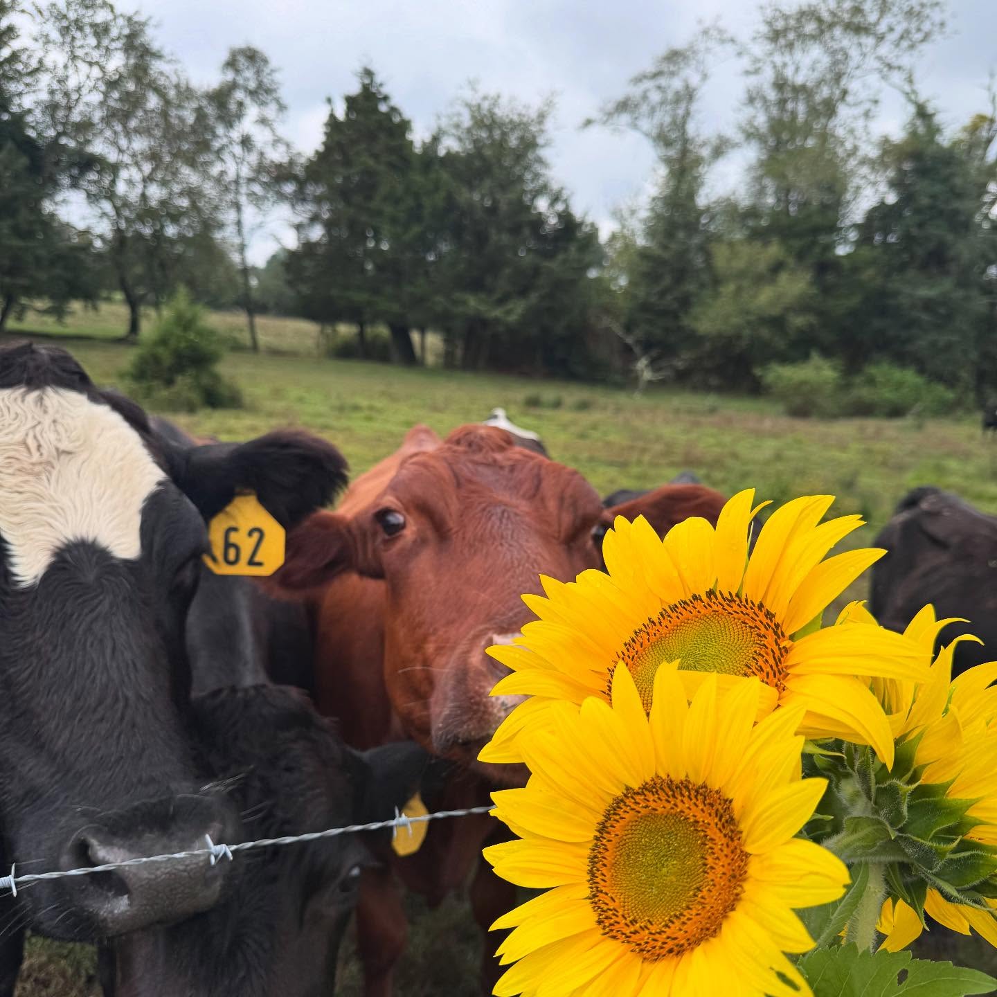 Sunflowers were ready to be cut today and the cows had to supervise! Sunflowers are available now at our produce stand and “cut your own” by appointment…contact us! #roundtreefarmgreenhouse #sunflowers #september #farmlife #southjersey