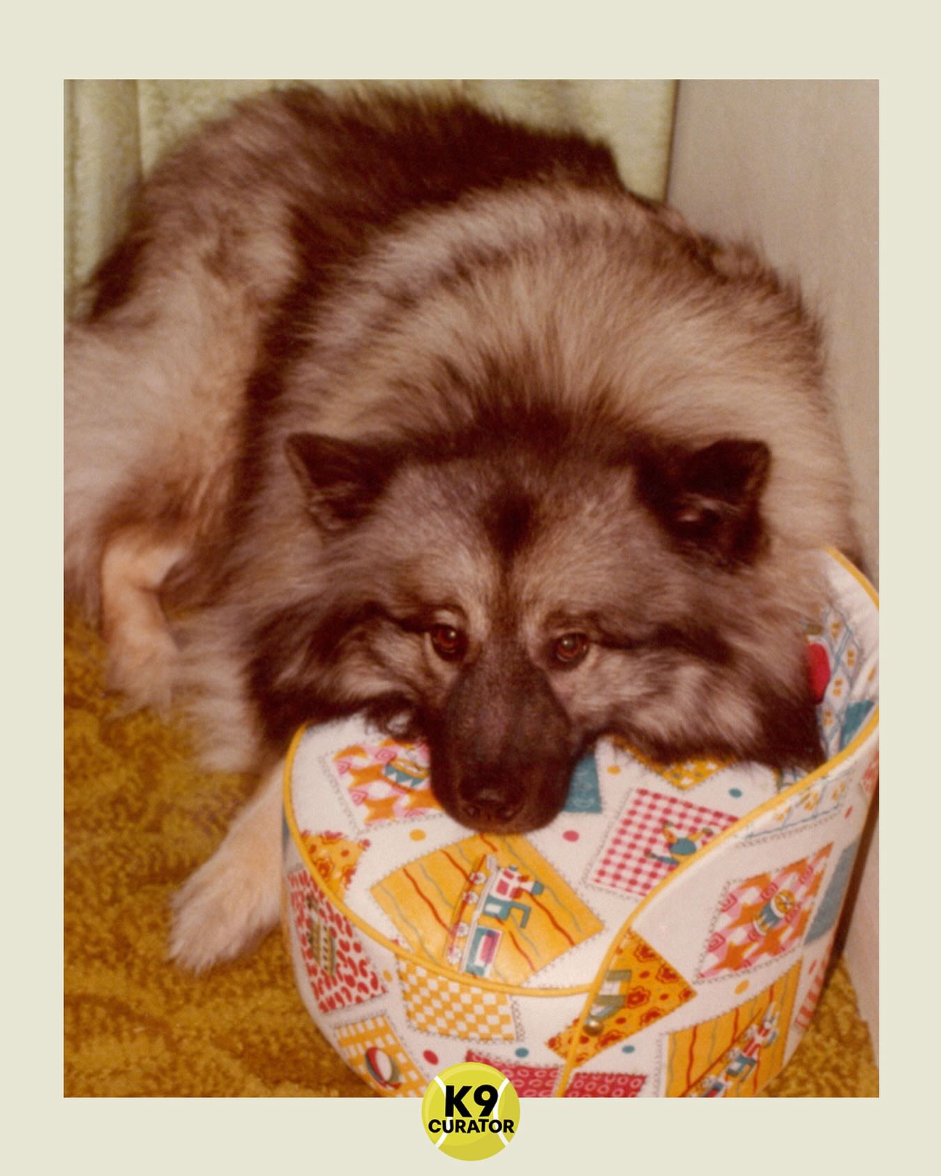 A 1970s throwback of the beautiful #Keeshond Chloe. #pupperportrait