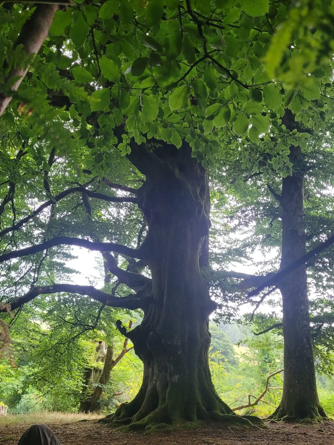 Camping out on the wild lands of Dartmoor with this precious one, memories to treasure forever. The magic of the earth, the fire, and the songs carried us through the nights, reminding us what true connection feels like.
Sharing a song from @hollyebonymusic who filled our nights with song, as we enjoyed our time at the beautiful @wildwise family camp, a space that always brings so much heart and community.
#Dartmoor #Wildwise #FamilyCamp #CampingVibes #NatureMagic #SacredSongs #CommunitySpirit #SoulfulMusic #OutdoorLiving #WildAndFree #EarthConnection #MemoriesToTreasure #HeartSongs