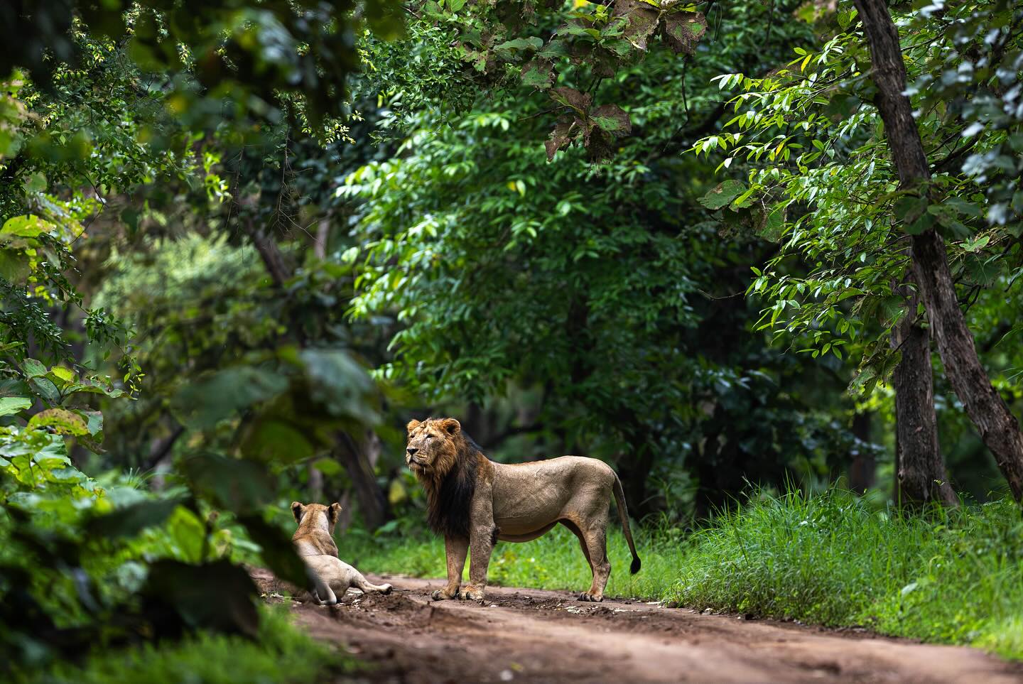 After 30+ years working with lions in Africa, I’ve been asked countless times, “How are the lions doing?” In Africa, this question usually means: Are populations stable? Are they declining? Are they being poached? But during my recent trip to India, I discovered something truly heartwarming. In India, when people ask, “How are the lions doing?” they mean: Are the lions happy? Are they healthy? What’s their mental wellbeing like?
This shift in perspective was a revelation, and it beautifully encapsulates my experience visiting the Gir Forest in Gujarat, home to India’s only lion population. India’s Asiatic lions are a conservation success story like no other. At the turn of the 20th century, they were on the brink of extinction. Today, their population has soared to around 900 lions.
How did India achieve this? The answer lies in a unique blend of culture, tolerance, and investment:
🌱 The people of Gujarat, largely vegetarian, don’t hunt wildlife for meat. This creates a safe haven for prey species and reduces human-wildlife conflict.
🐄 Even when lions occasionally prey on livestock, the community’s tolerance is remarkable.
💰 The government invests heavily in conservation. From lion ambulances to specialized rescue teams and even a lion hospital, the resources dedicated to protecting these big cats are extraordinary.
Walking through Gir, I was struck by the harmony between people and lions. Rangers walk alongside lions on foot, observing them with respect and care. This is a stark contrast to Africa, where fear and conflict often dominate human-lion interactions. India’s approach is a shining example of what’s possible when compassion, culture, and commitment come together. It gives me hope that we can replicate some of these lessons in Africa and beyond.
🦁💛 #LionConservation #GirForest #AsiaticLions #BigCats #WildlifeSuccess #worldlionday