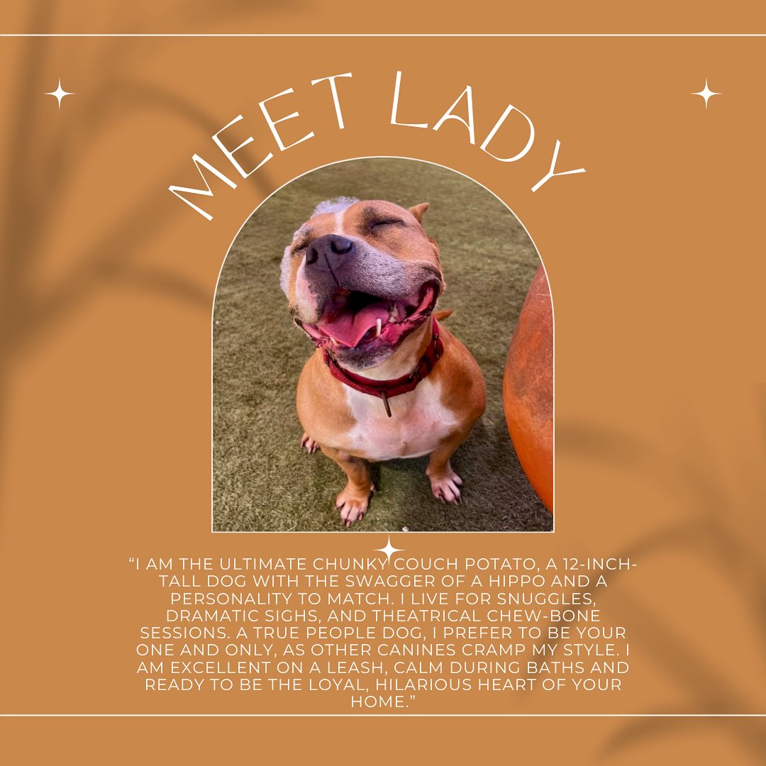 This Saturday, get ready to “Fall In Love” with our sweet girl, Lady!
We’ll be at the Pet Supplies Plus in Auburn for our special adoption event from 11 a.m. to 2 p.m. CST.
Lady can’t wait to meet you and find her forever family! ❤️
#adoptionevent #animalrescue #SanctuaryInTheSouth #rescuedismyfavoritebreed #SITS #AuburnAlabama #AuburnAL #adoptdontshop #ittakesavillage #AdoptLady