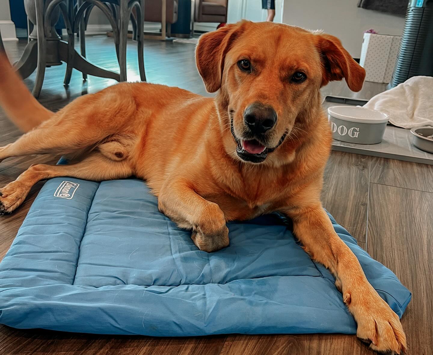 Sometimes when you adopt a dog, theyāve already rehearsed some habits you might not loveālike jumping on guests or chasing the family cat. š¾
I introduced his family to positive reinforcement and clicker training, and it has been great to see the progress towards change. They are seeing firsthand how motivated he becomes with each click and rewardāand how this approach can reshape old habits, encourage polite responses, and even shift the emotions that drive certain behaviors.