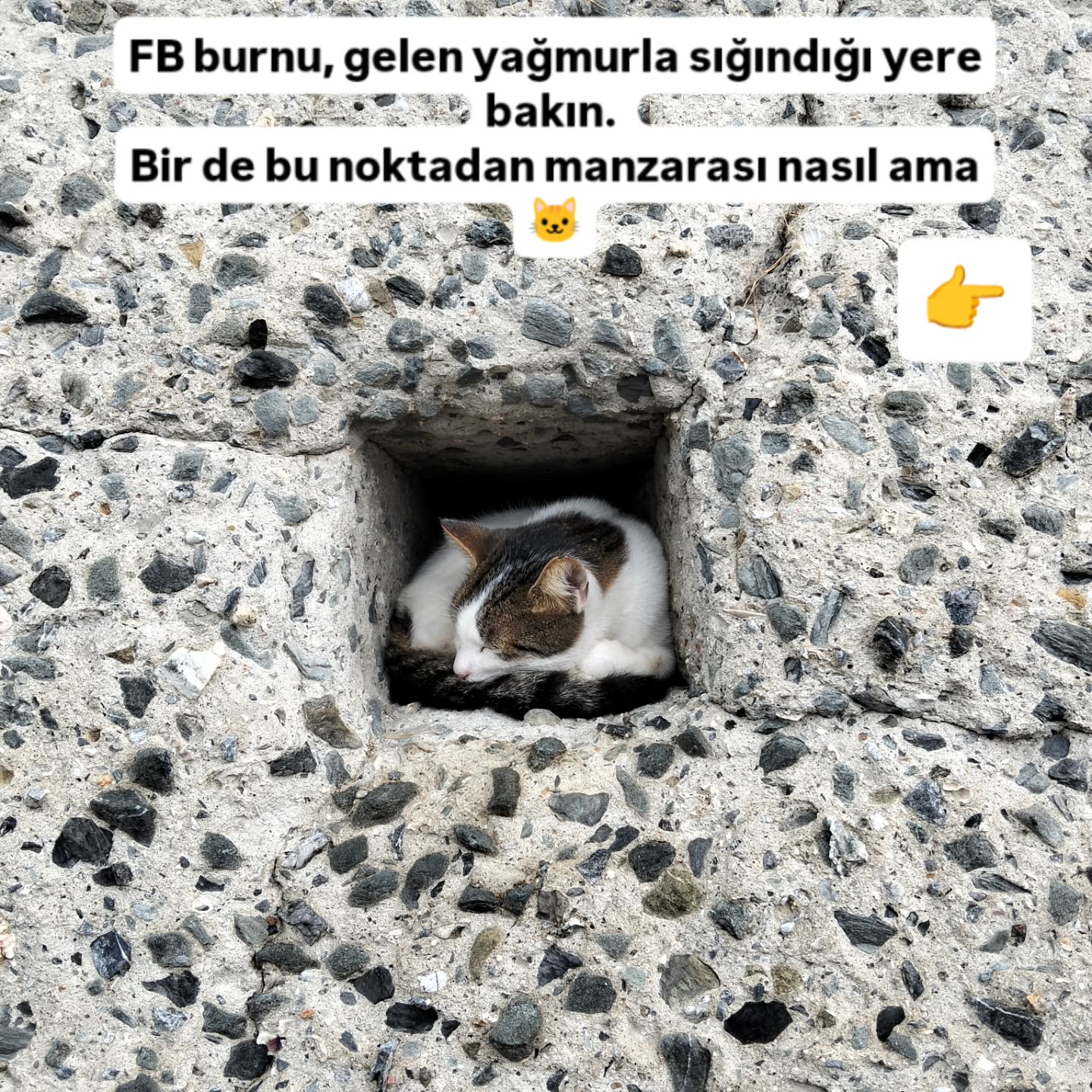 Herkese güzel, sağlık, sevinç dolu bir hafta diliyorum. Tüm çocuklarımız için aileleri ile mutlu, güven dolu, başarılı bir okul dönemi olsun.
Fotoğraftaki kediciği FB parkına neredeyse hergün yaptığım yürüyüşte yağmur altında, burundan denize girdiğimde, dönüp karaya baktığımda farkettim. Çivisi çıkmış dünya, ülke halinde akıl, ruh sağlığımı gözetmek için bunlar bana çok iyi geliyor.
Siz ne yapıyorsunuz?
#kedilerindünyası #kediler #taichi #yangstilltaichichuan #meditation #tao