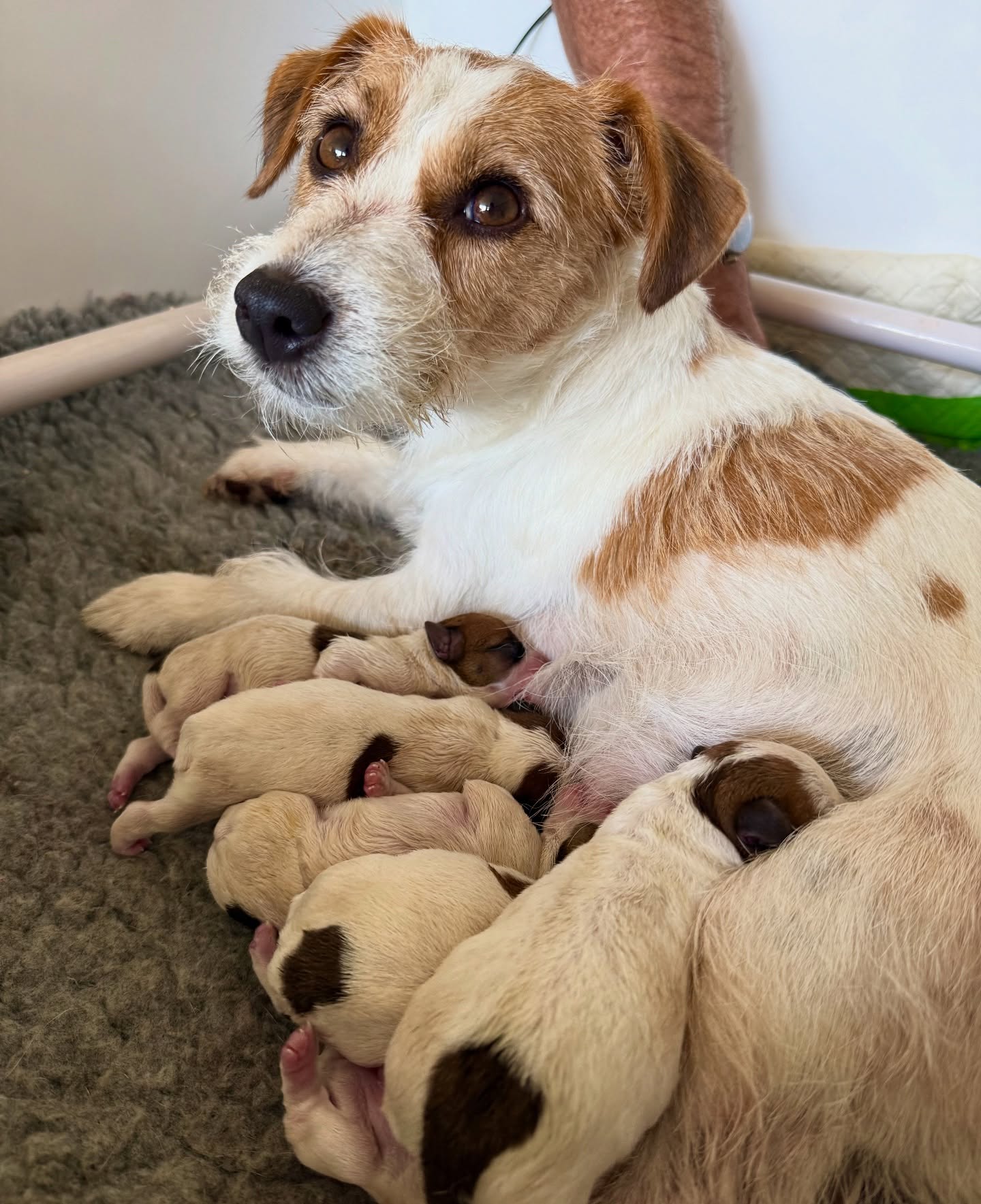 Beautiful Skye has become a Mummy and whelped the next generation of Jackcamb puppies 🥹 Mum and Pups all doing great 🐶
#jackcambpups #jackrussellpuppy #puppies #jackcambjrt #jackrussell #jrt #jrtpuppy #cuties #jackcambgrandchelem #jackcamblitterd #jackrussellterrier #kcregisteredjackrussell #kcregistered #responsiblebreeders #happydogs #sweeties