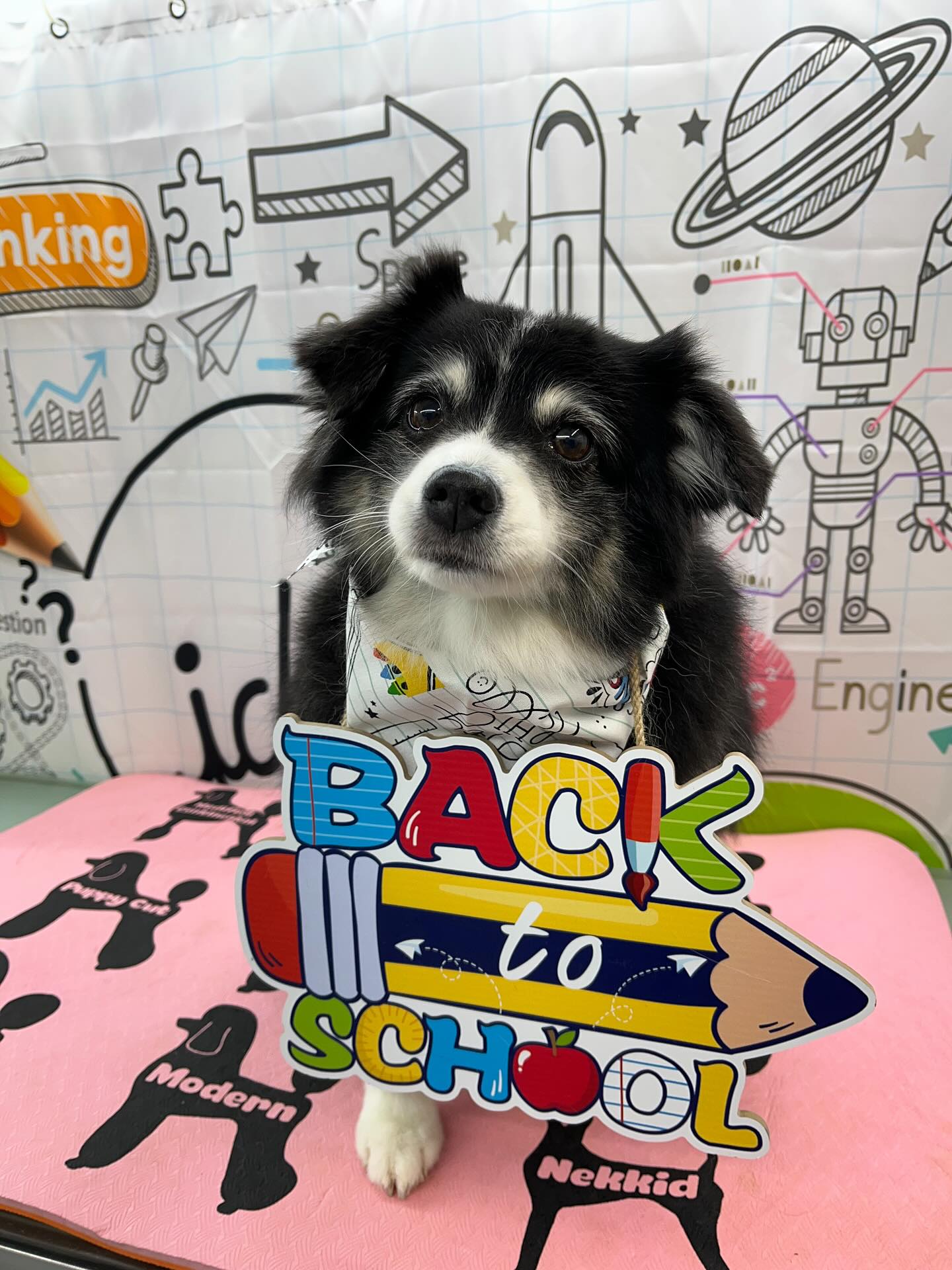 #dawnofdeshed #mobilegrooming #njgroomer #trending #bathtime #fyp #dogs #dawnofdeshed #mobilegrooming #monmouthcountynj #dogsofmonmouthcountynj