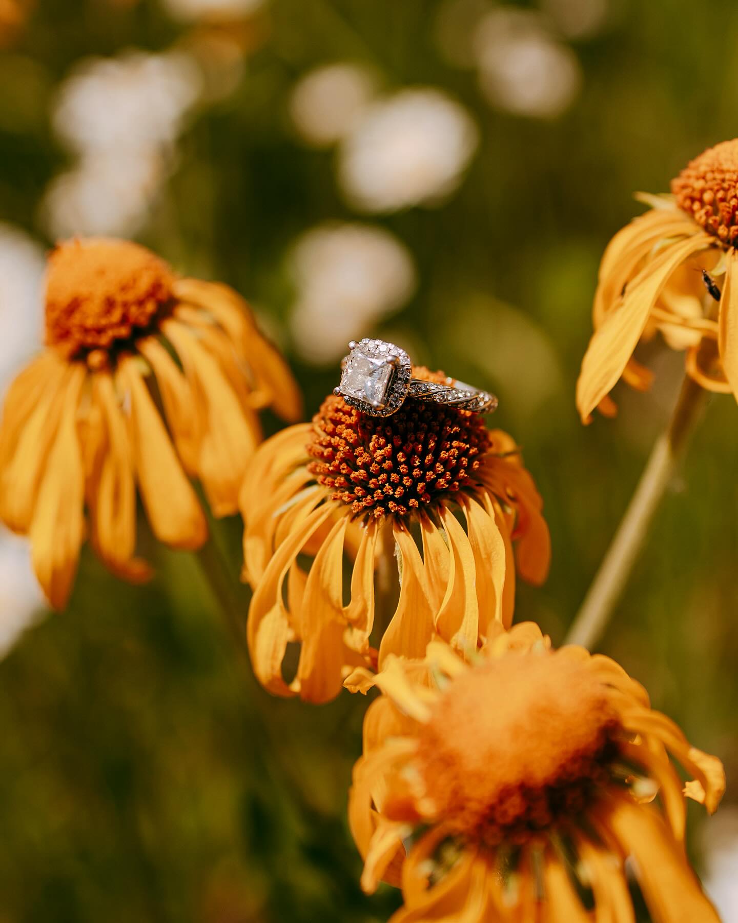 It really is all about the little things.✨ One of my favorite parts of capturing weddings is documenting the scenery that tells the story of the special space the couple chooses. These wildflowers were such a special part of M & T’s big day. Zooming in on their beauty made my heart happy🌻✨
.
.
.
#virginiaweddingphotographer #elopementphotographer #weddingphotographer #wildflowerwedding #rockymountainbride #coloradoweddingphotographer #harrisonburgphotographer #harrisonburgva #dmvweddingphotographer #virginiaphotographer