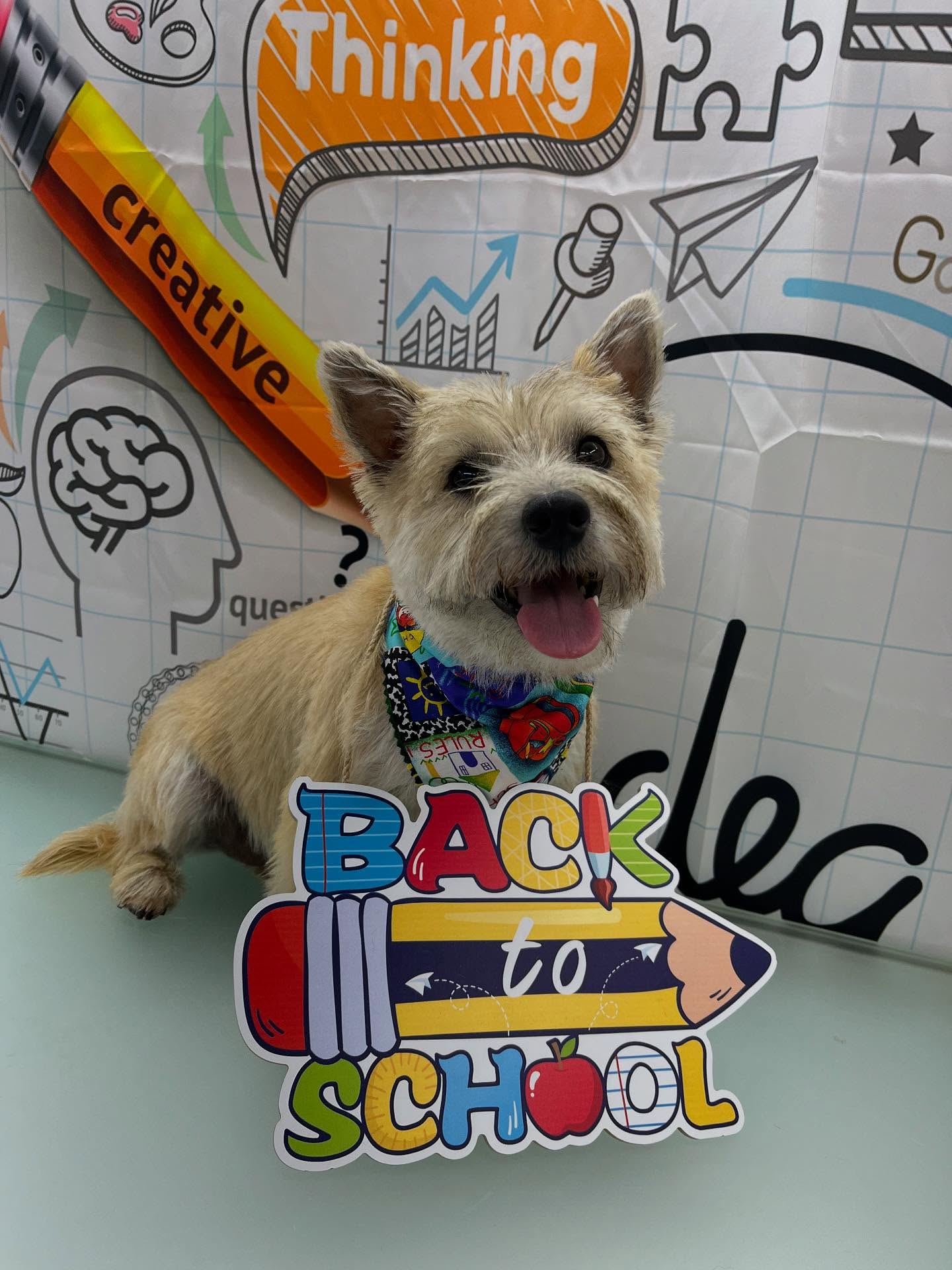 #dawnofdeshed #mobilegrooming #njgroomer #trending #bathtime #fyp #dogs #dawnofdeshed #mobilegrooming #monmouthcountynj #dogsofmonmouthcountynj