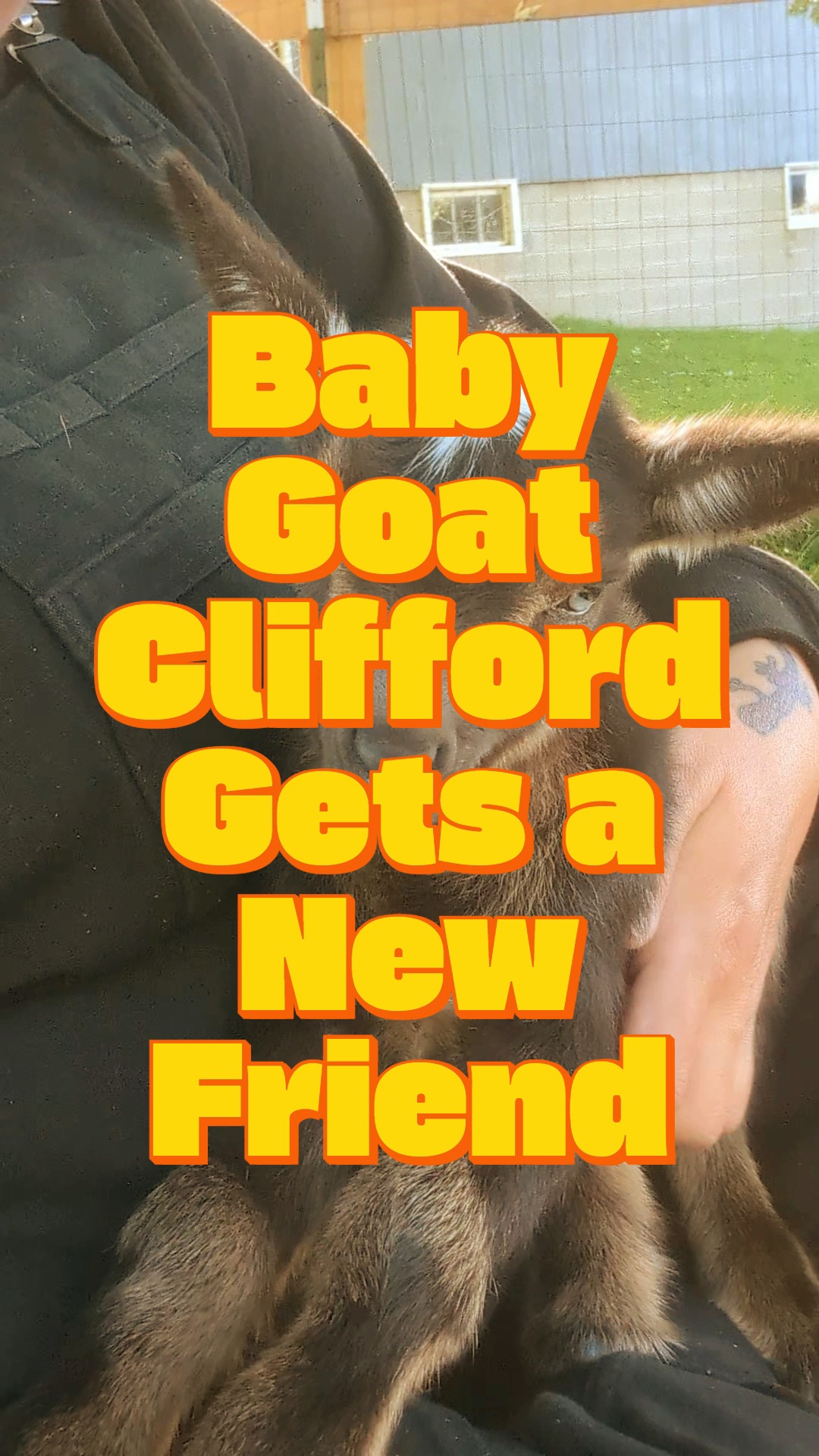 Meet Clifford! He was born right here on our farm on Labor Day. He’s already a pro at snuggles, head scratches, and of course, climbing on me like I’m his personal jungle gym. And after all that play, nothing beats a cozy nap with his mama.
But every baby goat needs a buddy. So, we brought home Luigi from another farm to be Clifford’s new best friend. Now these two are inseparable; running, bouncing, cuddling, and growing up together. Double the goats, double the fun!
Welcome to Blazing Bear Homestead, Luigi! Clifford's partner in mischief.
#babyanimals #farmlife #cuteanimals #pettingzoo #animallovers #animalfriendship #babygoats #goatcuddles #nigeriandwarfgoats #mininubian #CliffordandLuigi #farmbabies #blazingbearhomestead