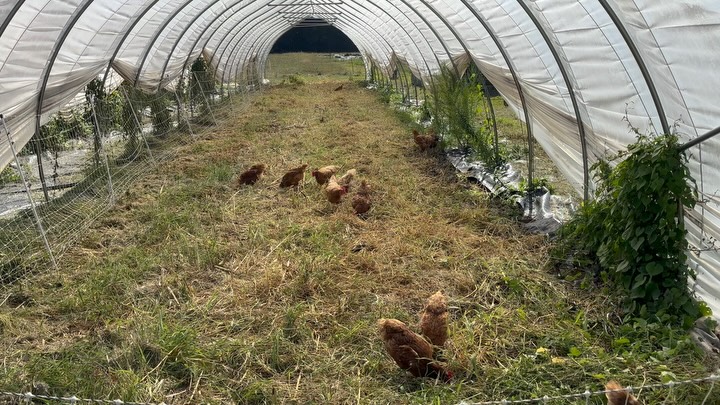 It’s that time of year to flip over to fall planting preparation. And to kick that off we called in the Peach House fertilizer crew to start their work on high tunnel #2.
This is what happy chickens look like, and if you want to see what happy eggs look like, come and check them out for yourself in the Farm Store. Open tomorrow and Friday from 1-4!
#pastureraisedeggs #chickengrazing