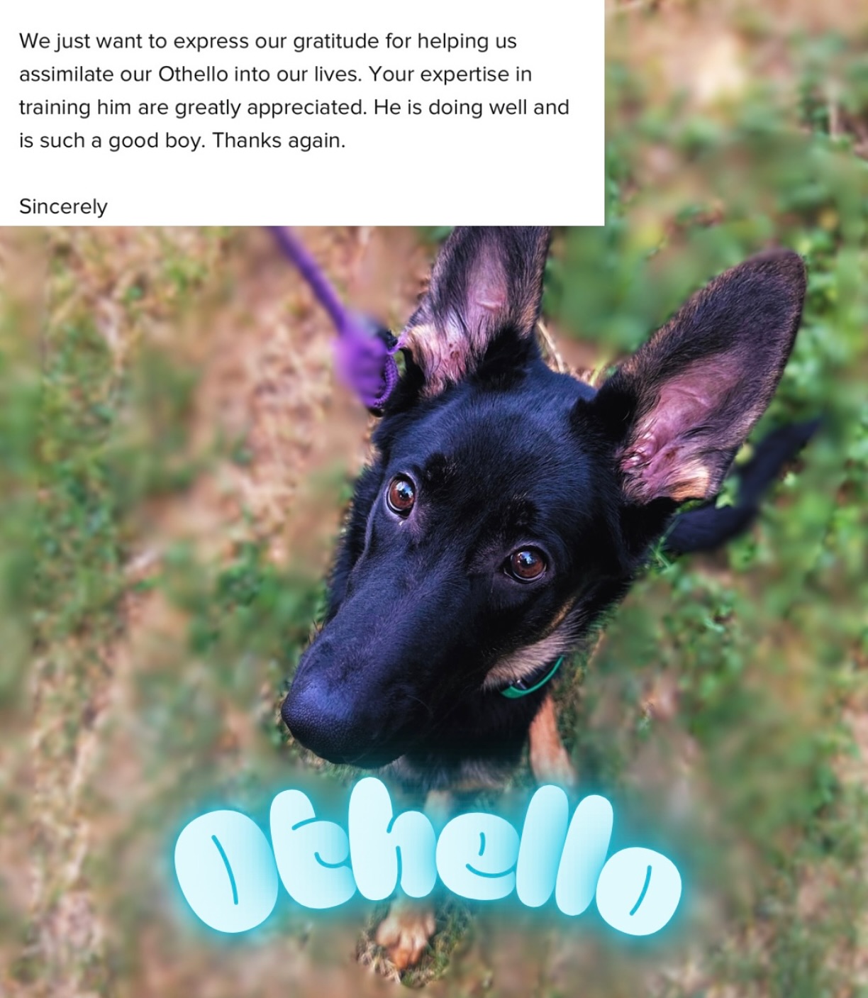 To my clients ALWAYS feel free to send me messages like this they will always make my day! Othello went home a few weeks ago and is rocking it! 💙 He truly is such a good boy!
.
.
.
September is completely booked and I only have two spots left in October for Board and Trains with October 17th being the last day for pickup! November is almost booked and I’m beginning to book out December so if you are going to be traveling and have dates let me know so that I can get you squared away with your deposit and dates locked in!!!
.
.
.
#boardandtraindogtraining #sanantoniodogtrainingco #satxdogs #satxdogtrainer #satxdogtraining #balancedtraining #dogtra #sprengerusa #germanshepherd #othello #obedience #dogtraining