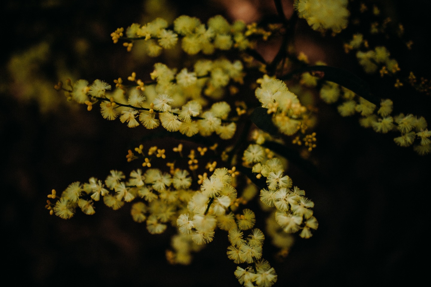 Do yourselves a favour and take a little walk out of our back gate during your stay here. It’s wildflower season and we’re starting to see masses of yellows and purples blooming….its a beautiful sight.