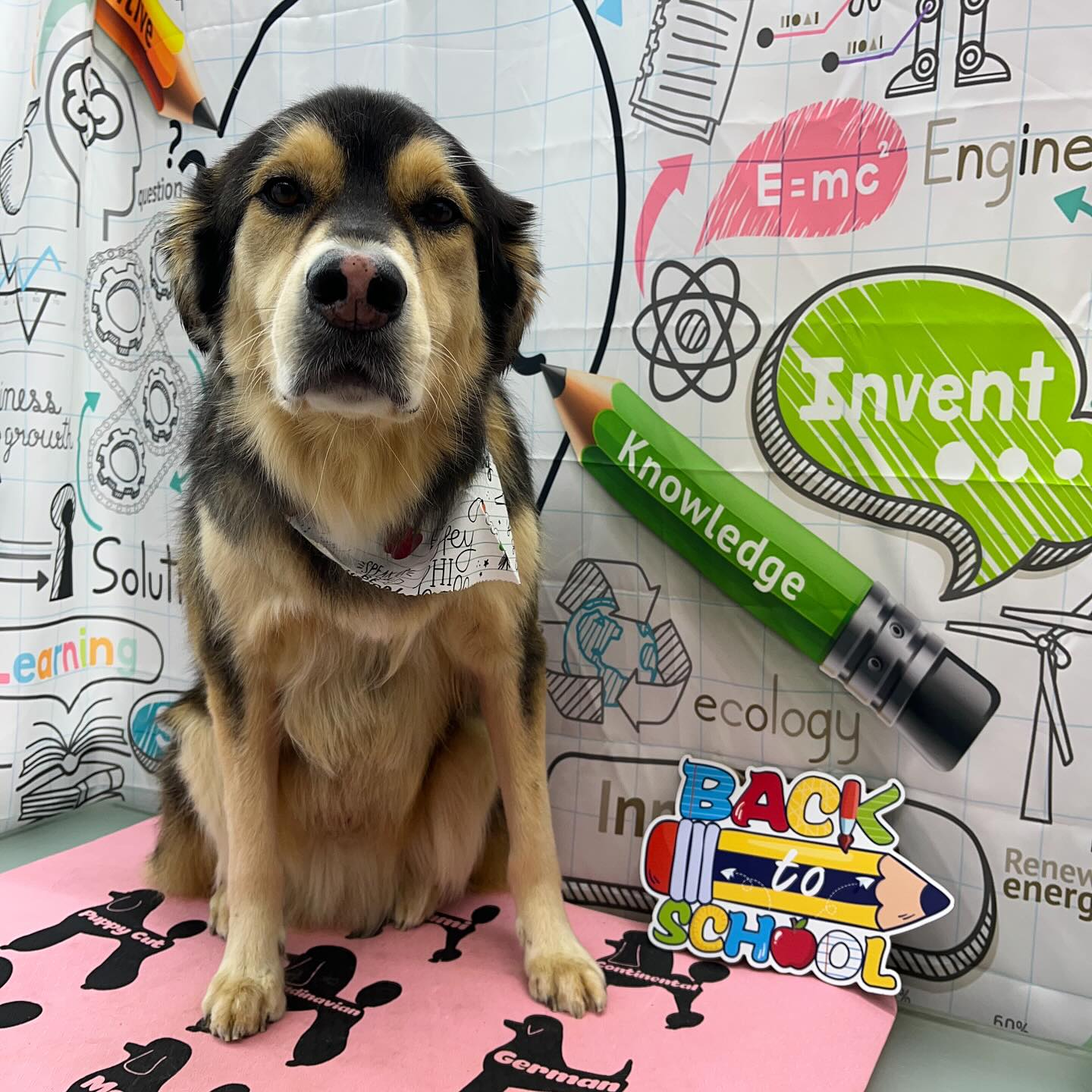 #dawnofdeshed #mobilegrooming #njgroomer #trending #bathtime #fyp #dogs #dawnofdeshed #mobilegrooming #monmouthcountynj #dogsofmonmouthcountynj