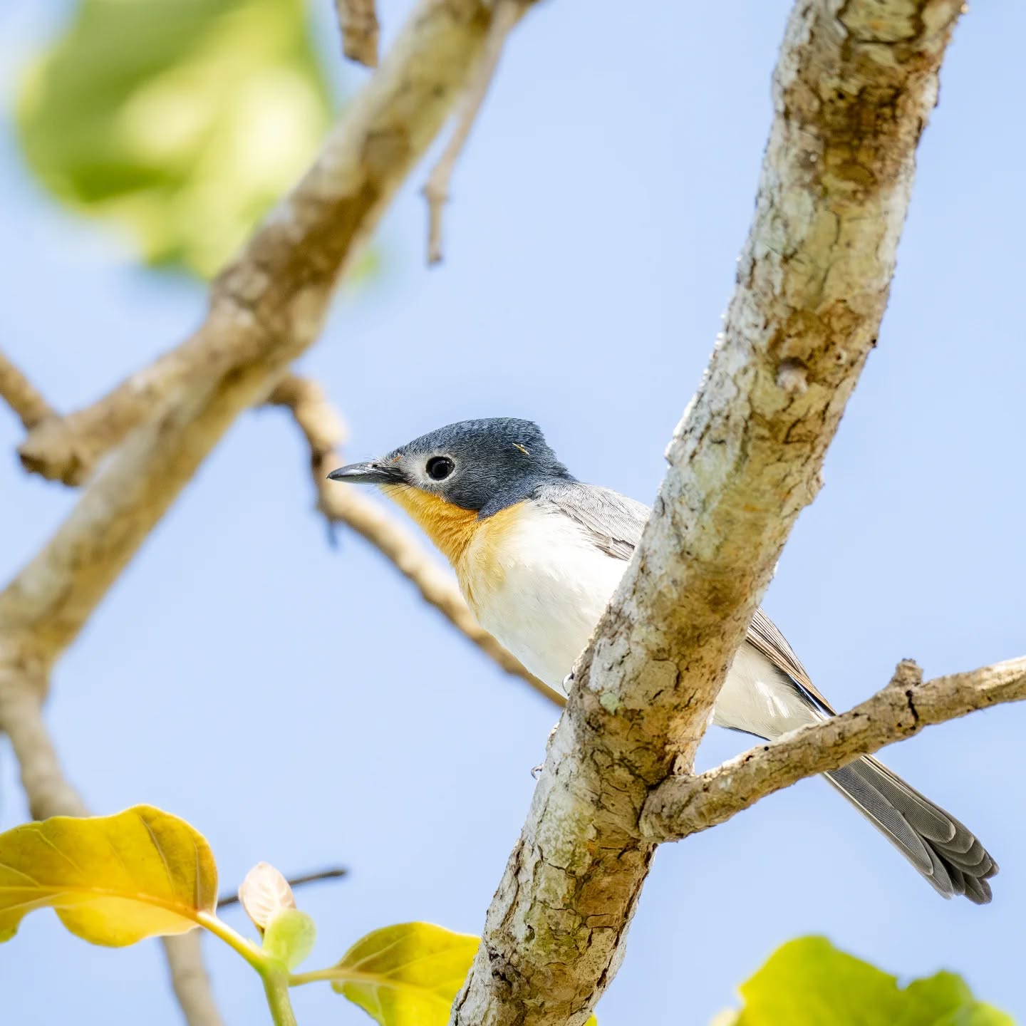 Memories of Darwin...
A broad billed flycatcher at Fogg Dam
@aneyefordetails
#bird #birds #birdphotography #birdsofinstagram#animalsofinstagram #wildlifeofinstagram #wildlifephotography #nature #naturephotography #wild_perfection #wildlifeaddicts #nikon #nikonaustralia #planetearth #nationalgeographic #australiangeographic #darwin #northernterritory #tourismaustralia