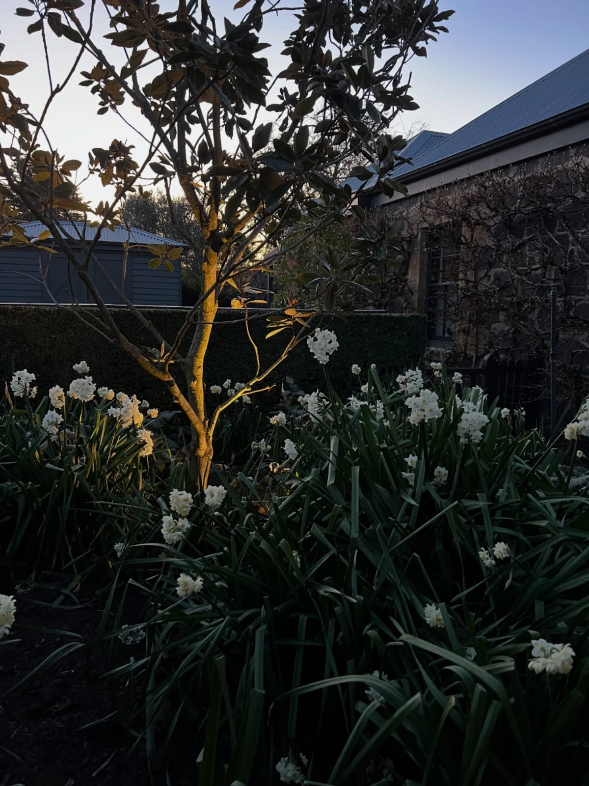 Dusk in Spring.
@visitmacedonranges
@piperstkyneton
@airbnb
#kyneton
@nationaltrustvic
#kynetonaccommodation
#spring
#oldrectory
#oldrectorygarden