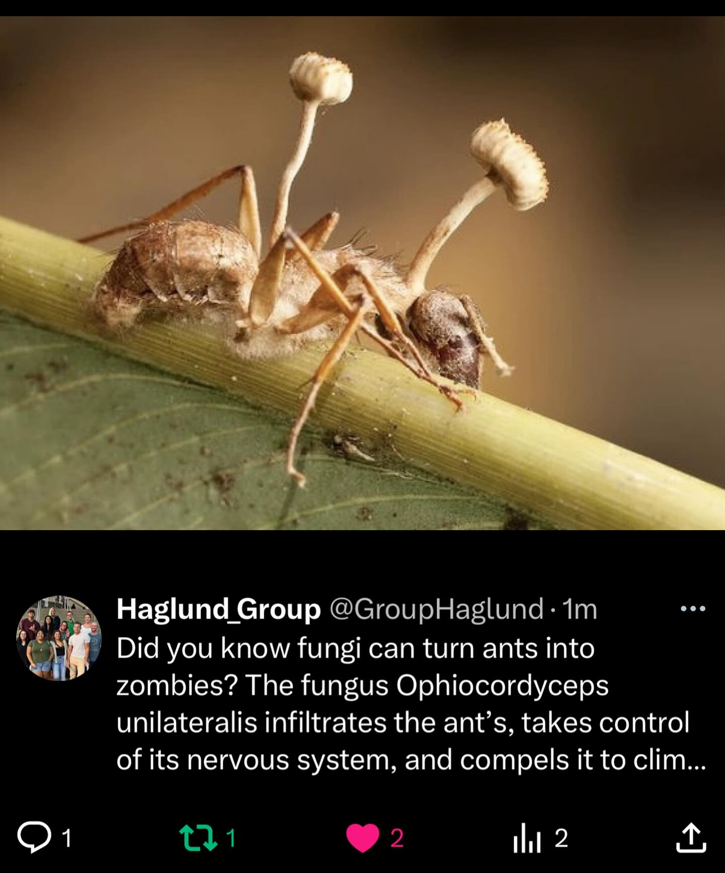 Did you know fungi can turn ants into zombies? The fungus Ophiocordyceps unilateralis infiltrates the ant’s, takes control of its nervous system, and compels it to climb vegetation. Once ded, the fungus bursts out through its head, releasing spores to infect the next victim.
#funfacts #funfactfriday #funfact #scientificfacts #hawaii #universityofhawaiiatmanoa #uhm #universityofhawaiia #uh #science #researchgroup #haglundgroup #drhaglund